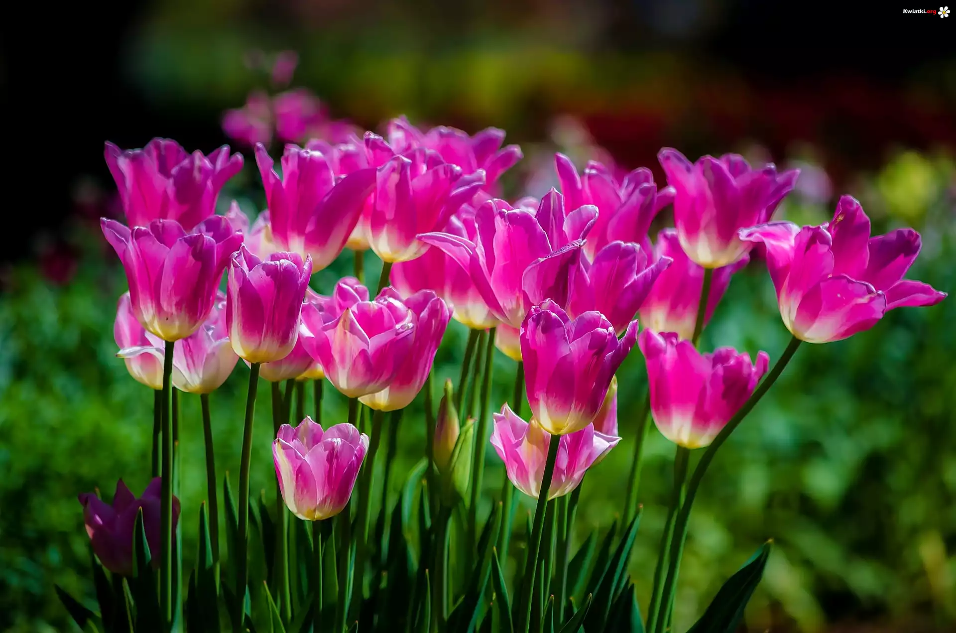 Kwiaty, Tulipany