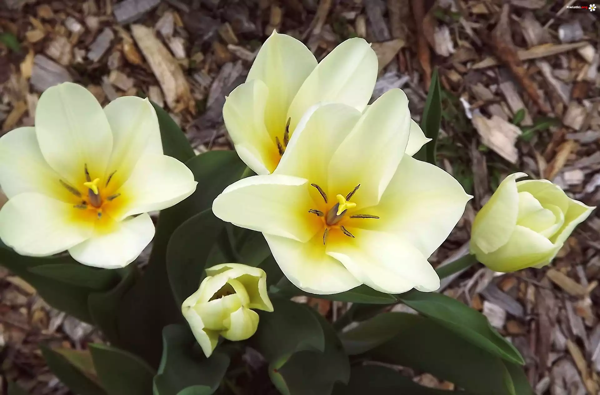 Kwiaty, Tulipany