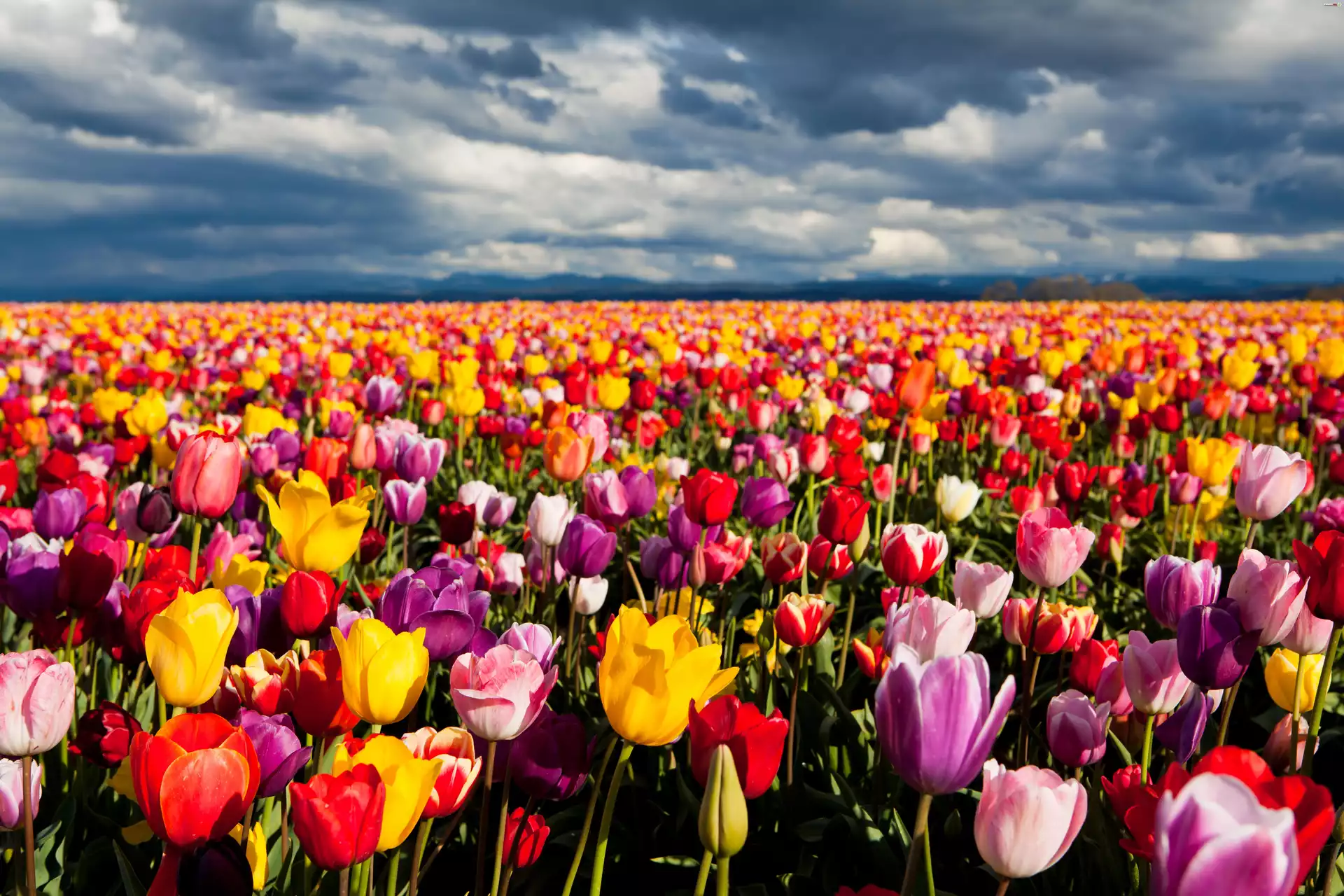 Kwiaty, Tulipany