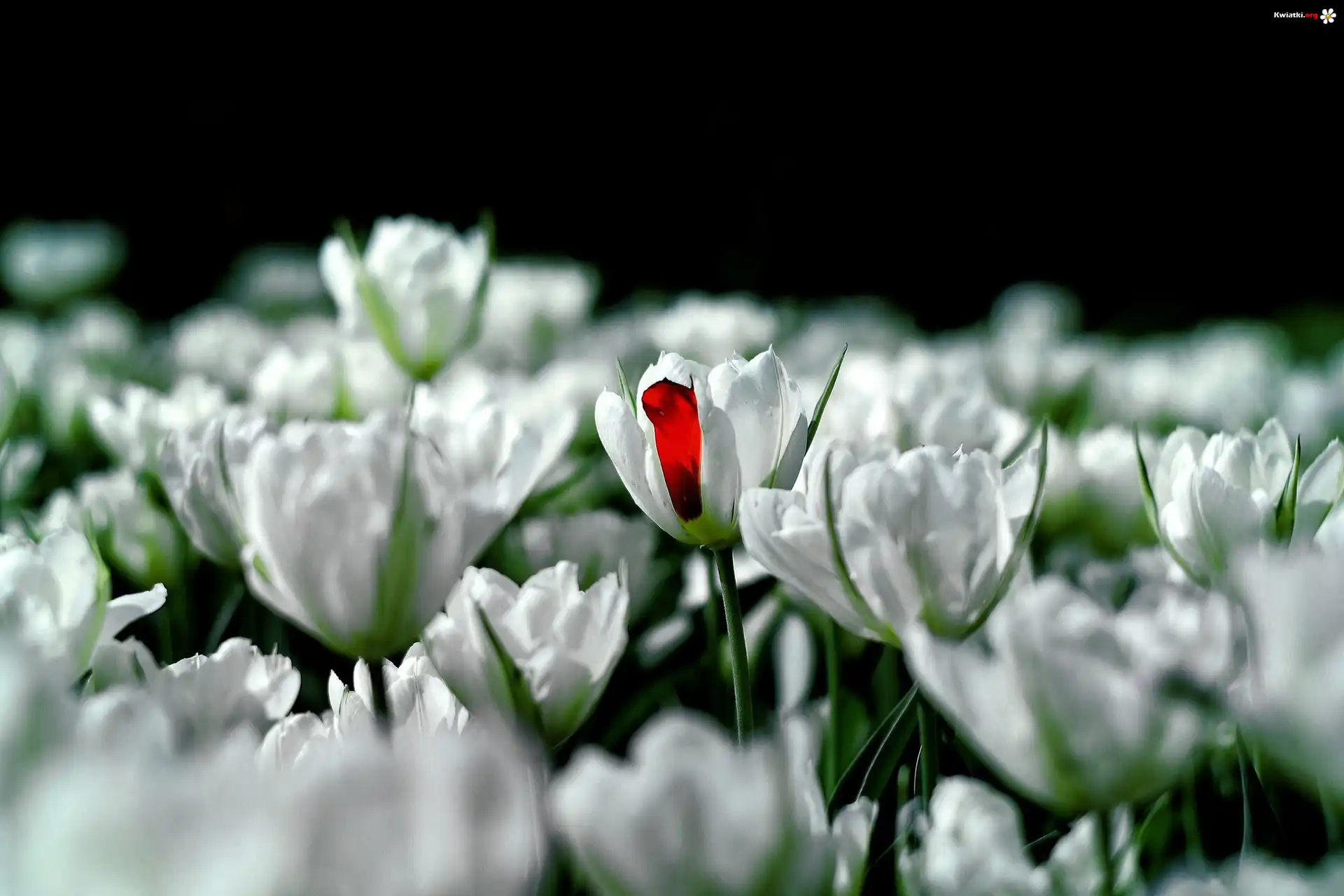 Kwiaty, Tulipany