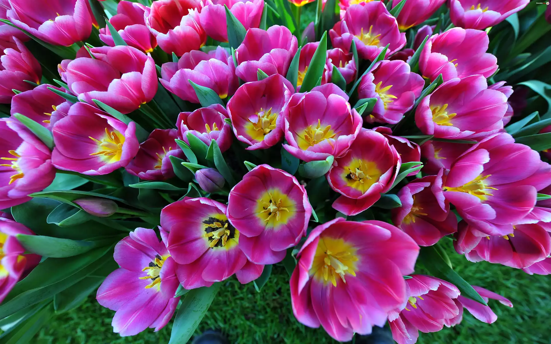 Kwiaty, Tulipany