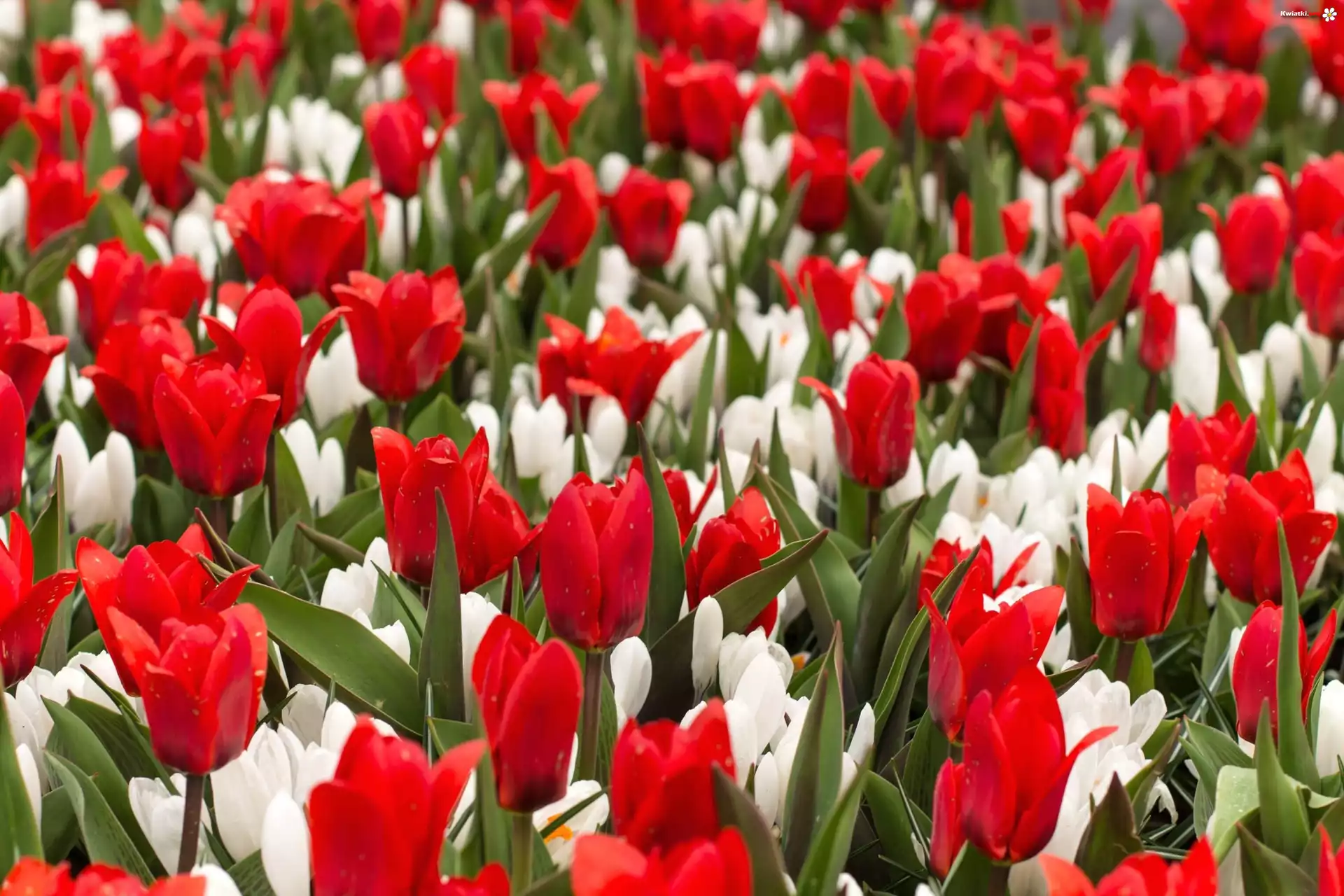 Kwiaty, Tulipany