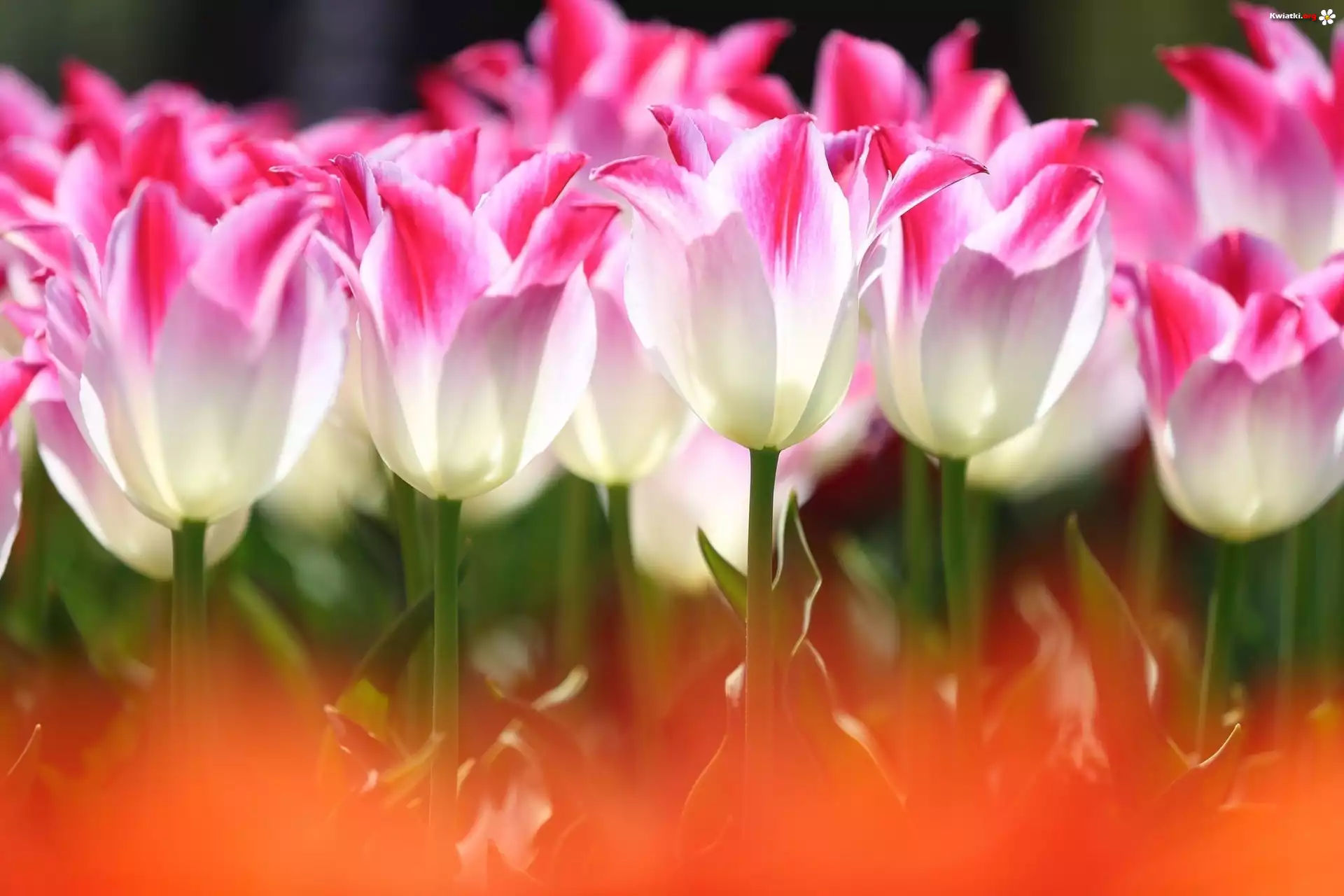 Kwiaty, Tulipany