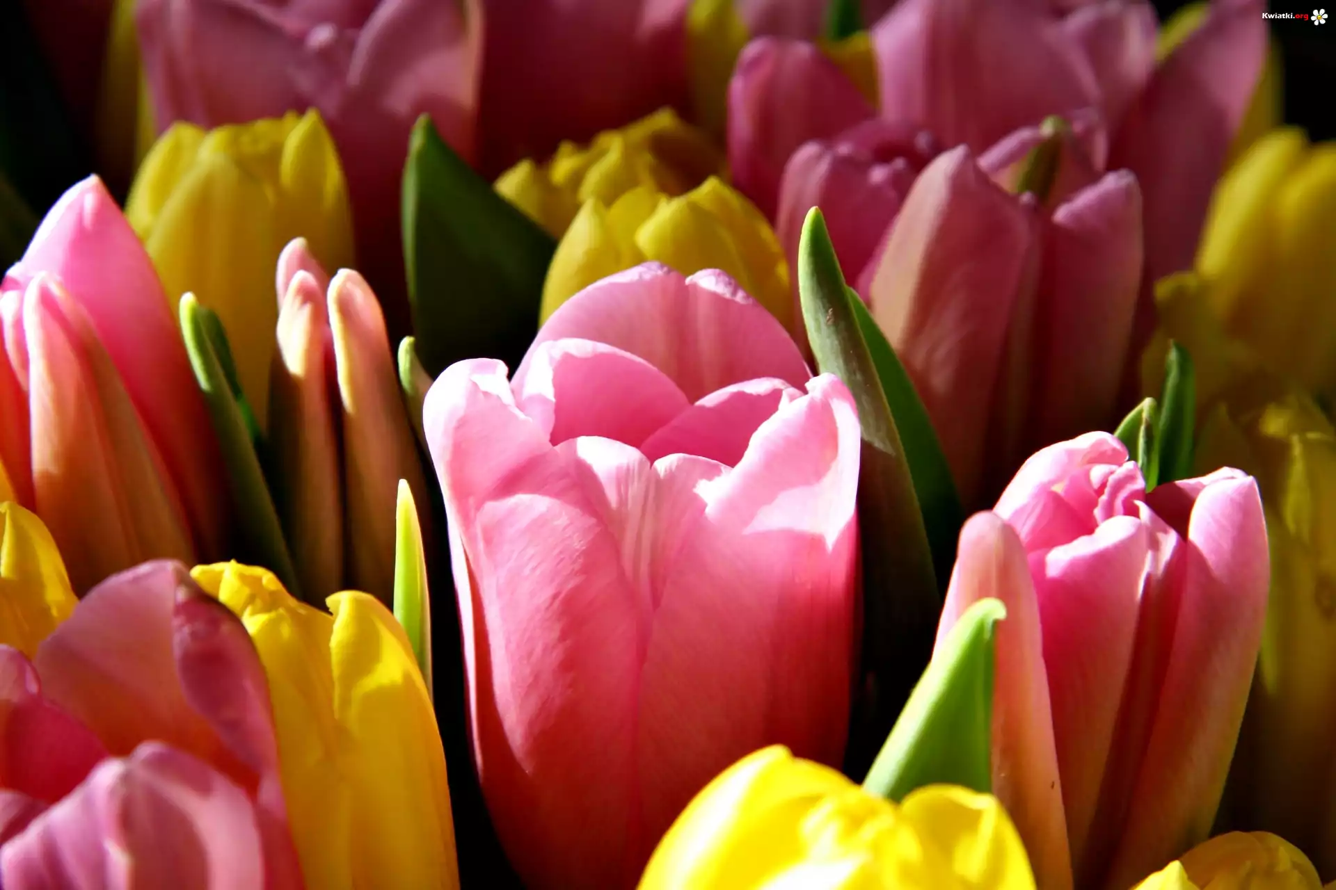 Kwiaty, Tulipany