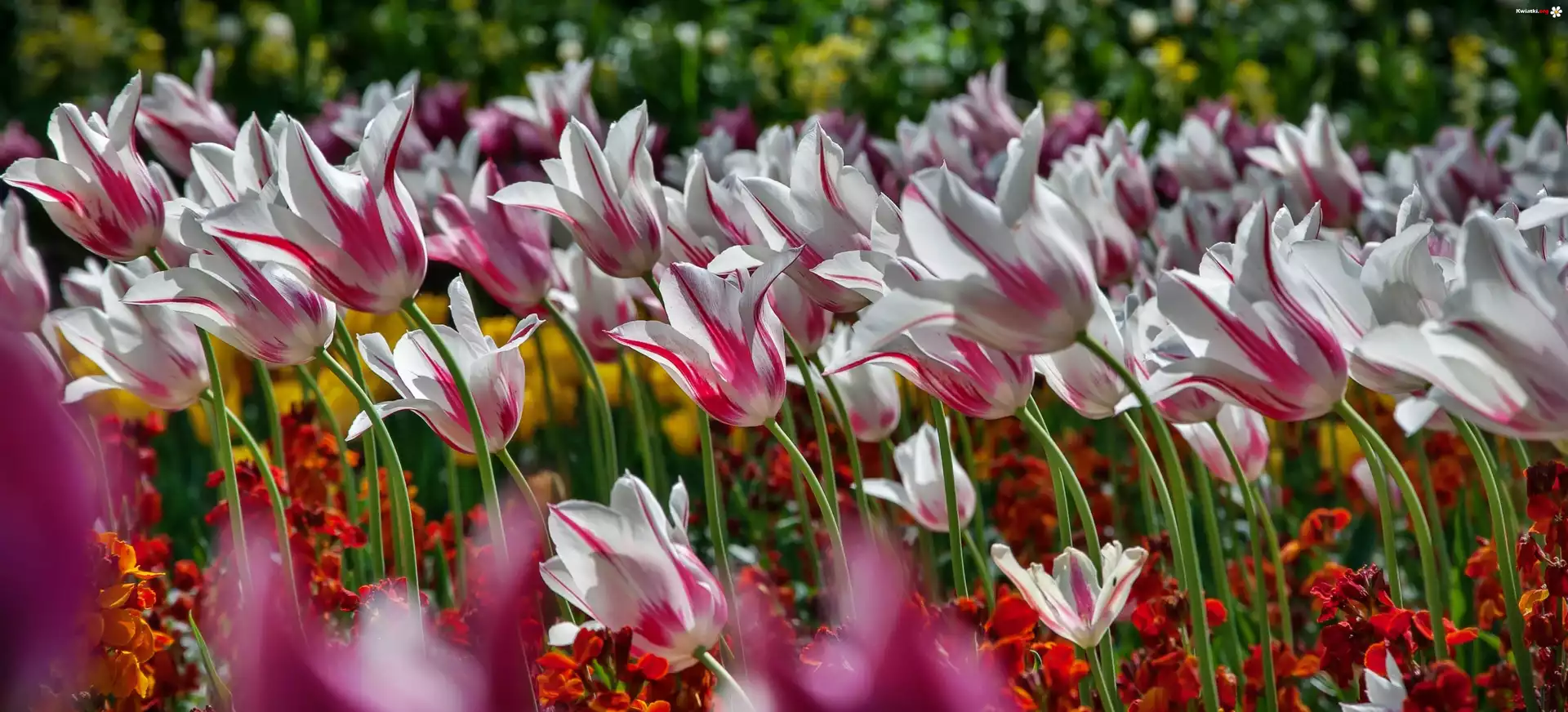 Kwiaty, Tulipany