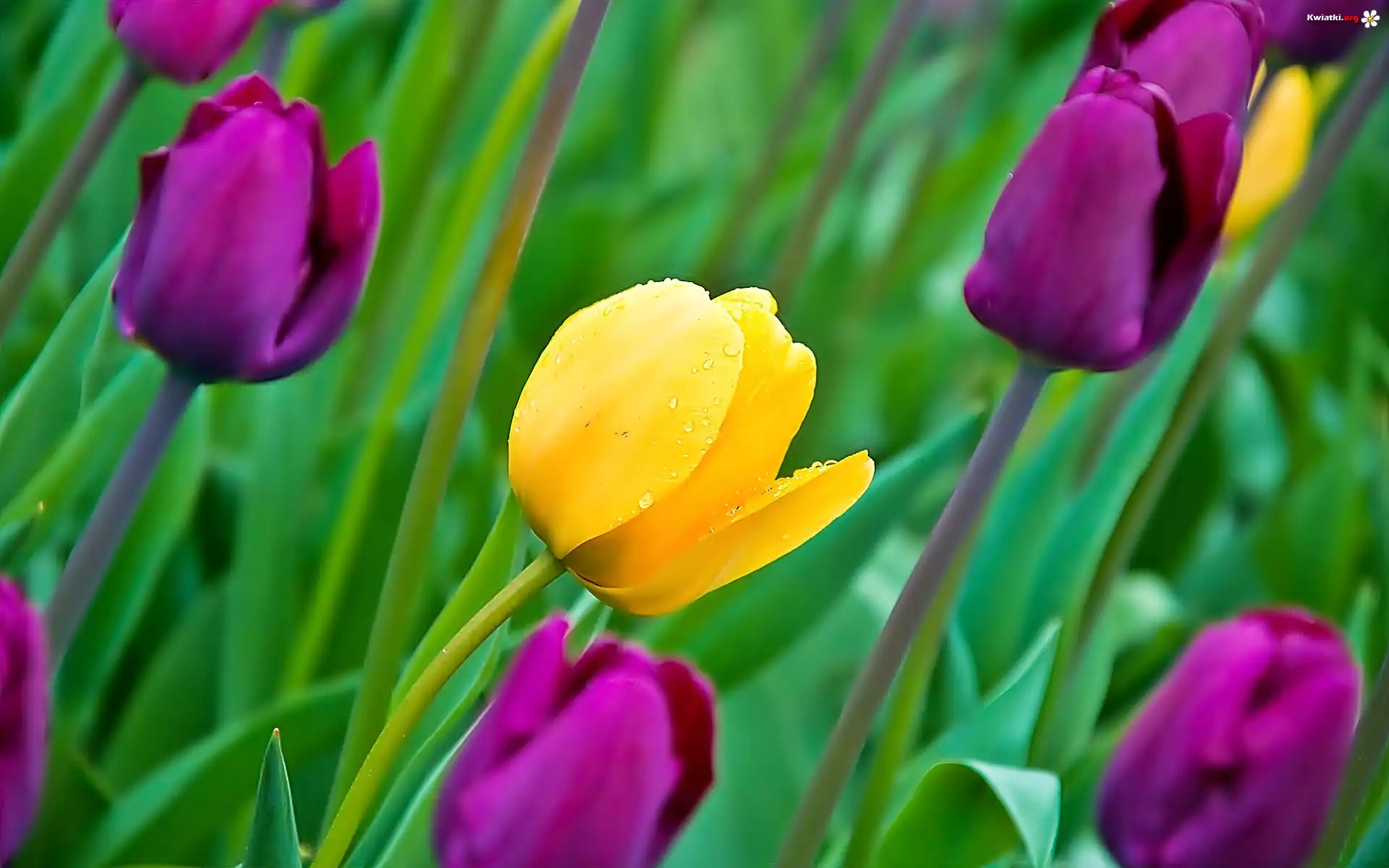 Kwiaty, Tulipany