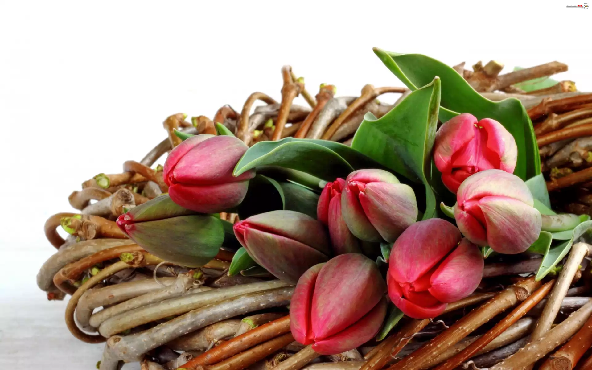 Kwiaty, Bukiet, Tulipany, Wiklina