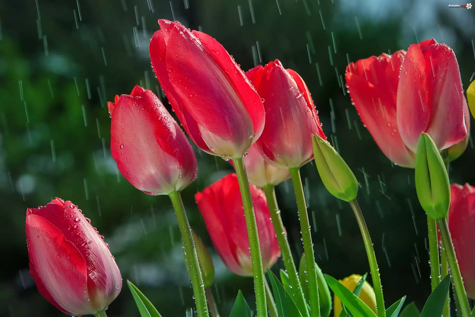 Tulipany, Kwiaty, Deszcz