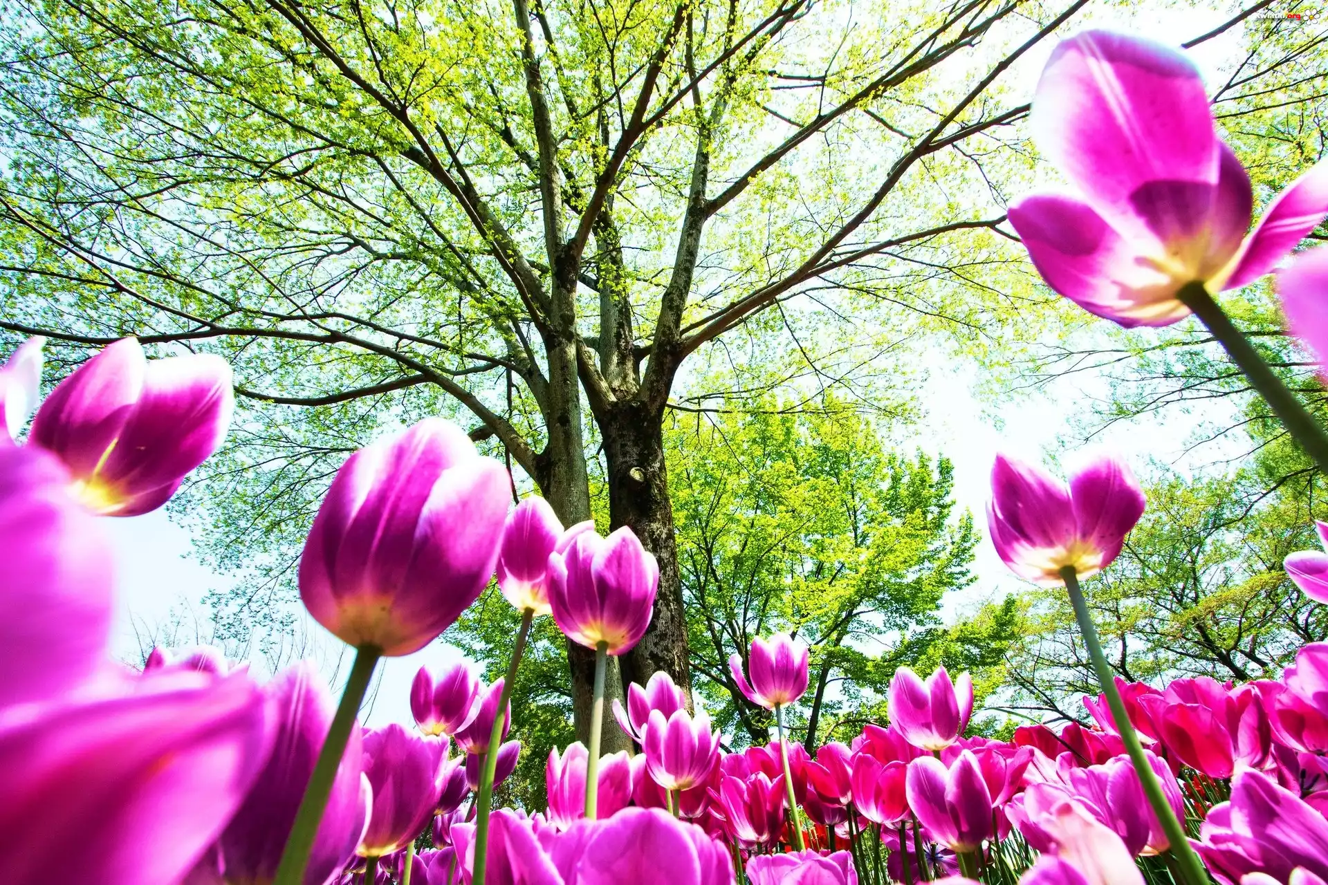 Tulipany, Kwiaty, Drzewa