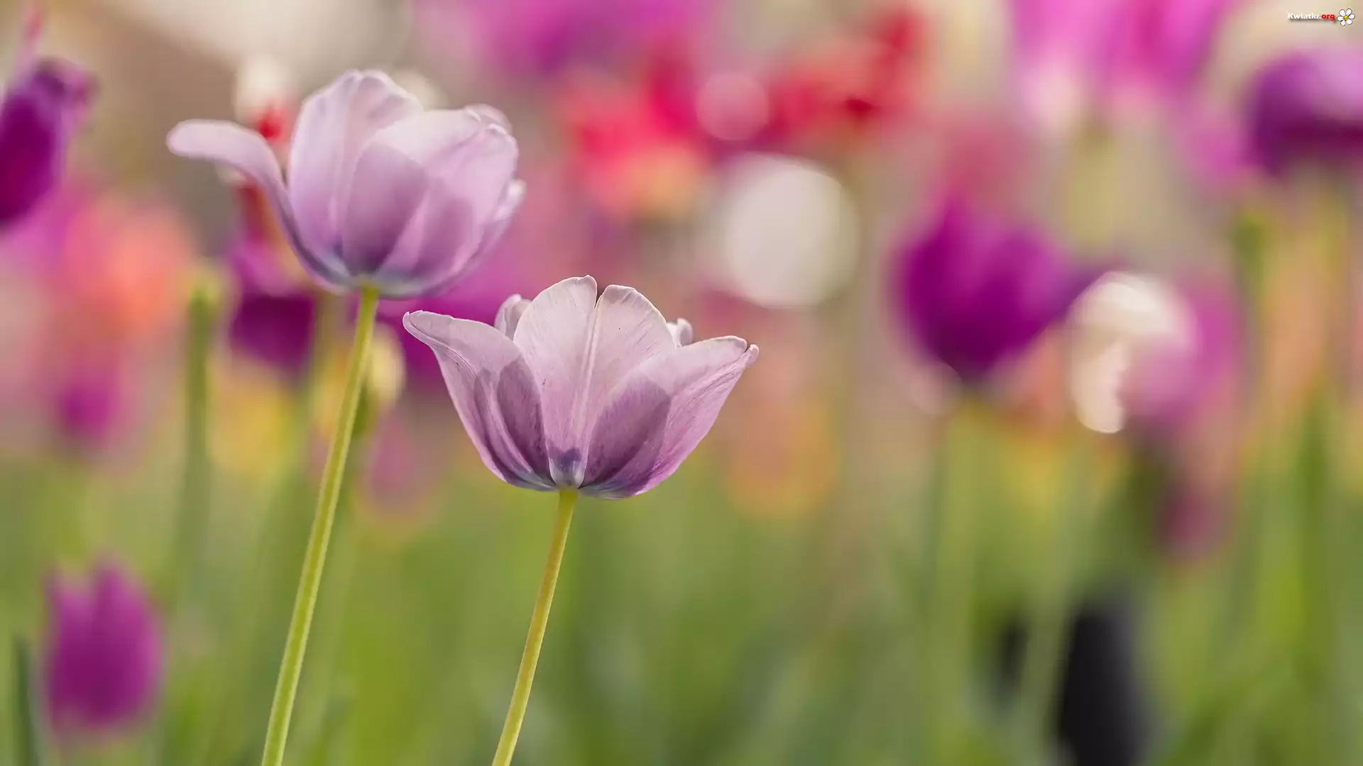 Kwiaty, Dwa, Tulipany