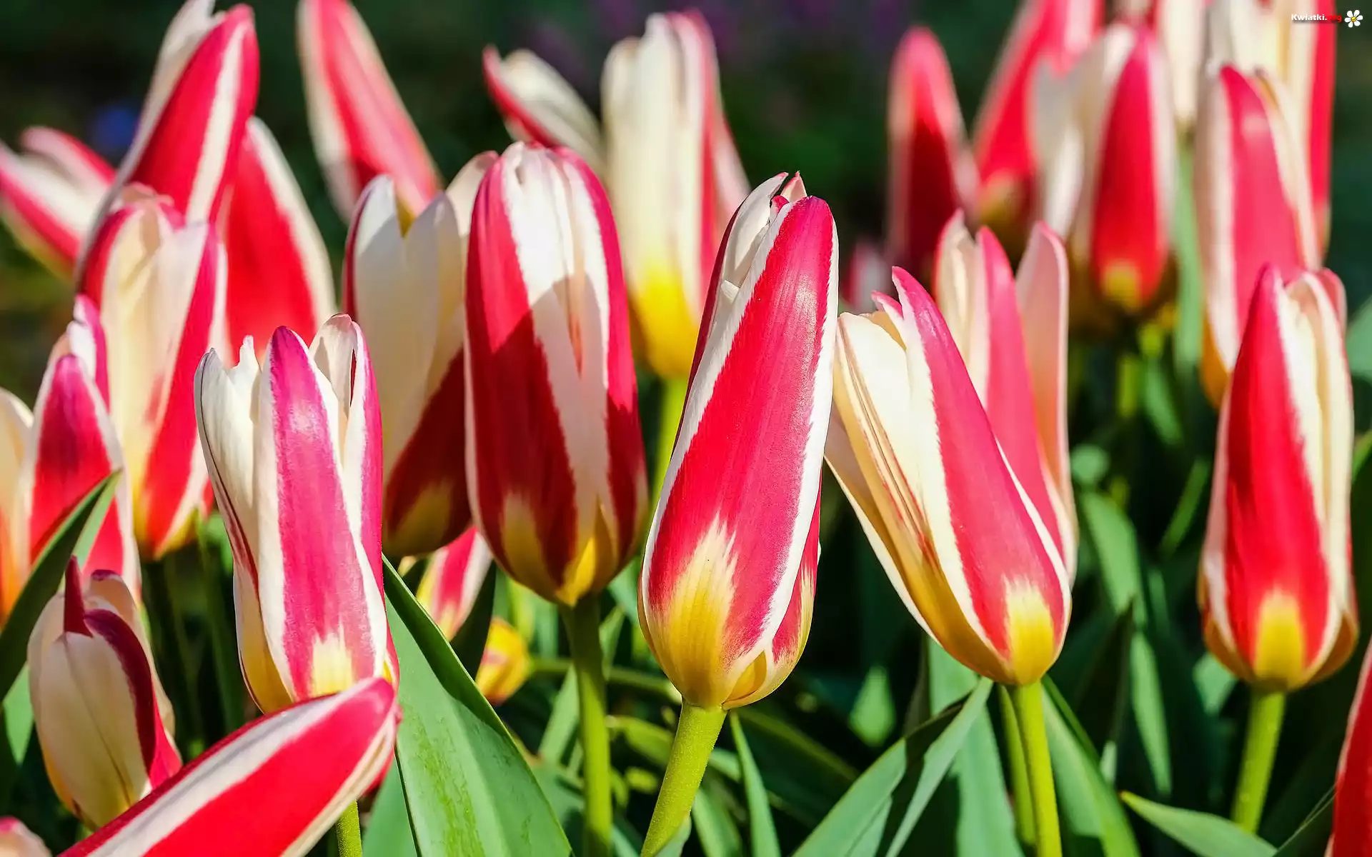Kwiaty, Dwukolorowe, Tulipany