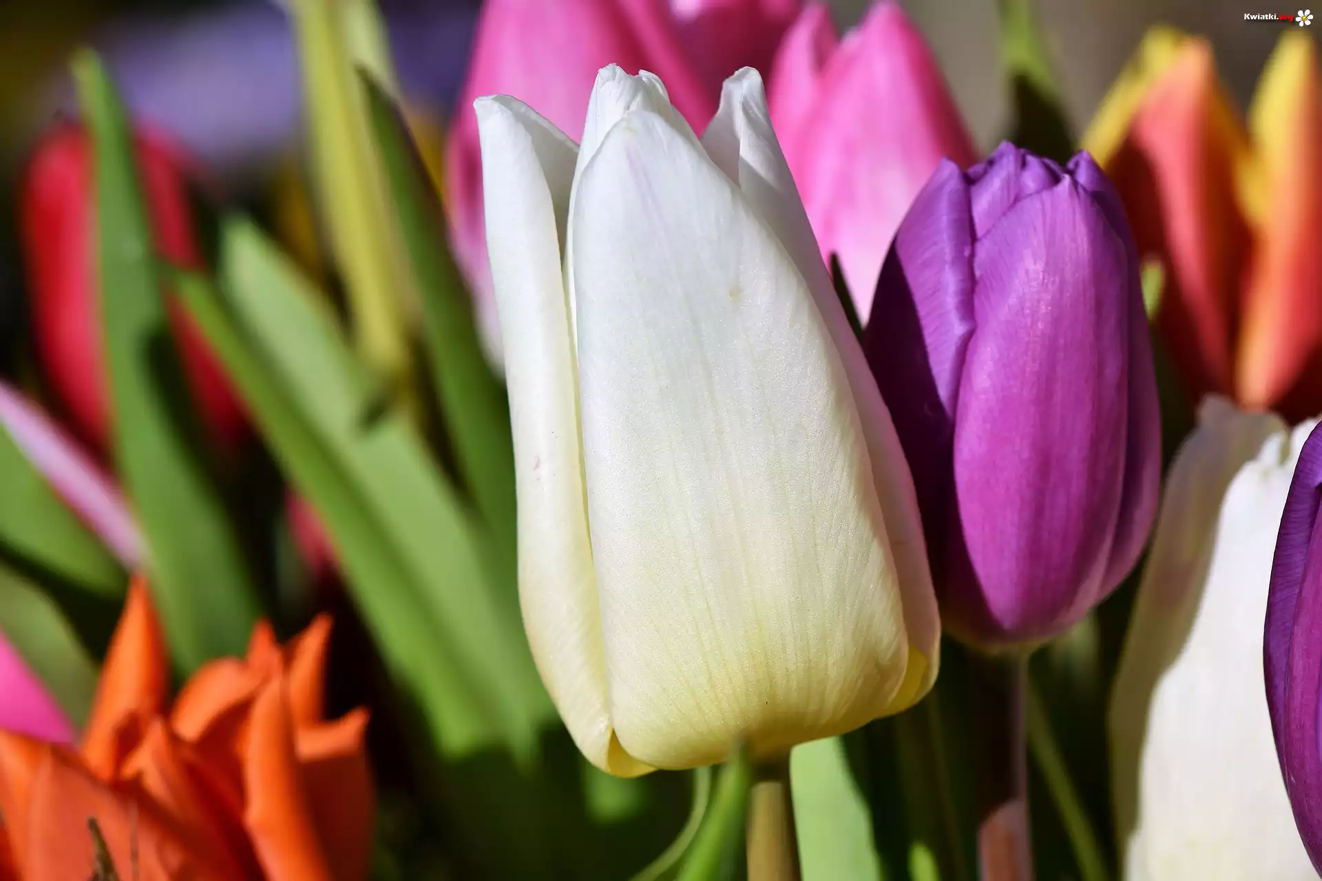 Kwiaty, Kolorowe, Tulipany, Zbliżenie