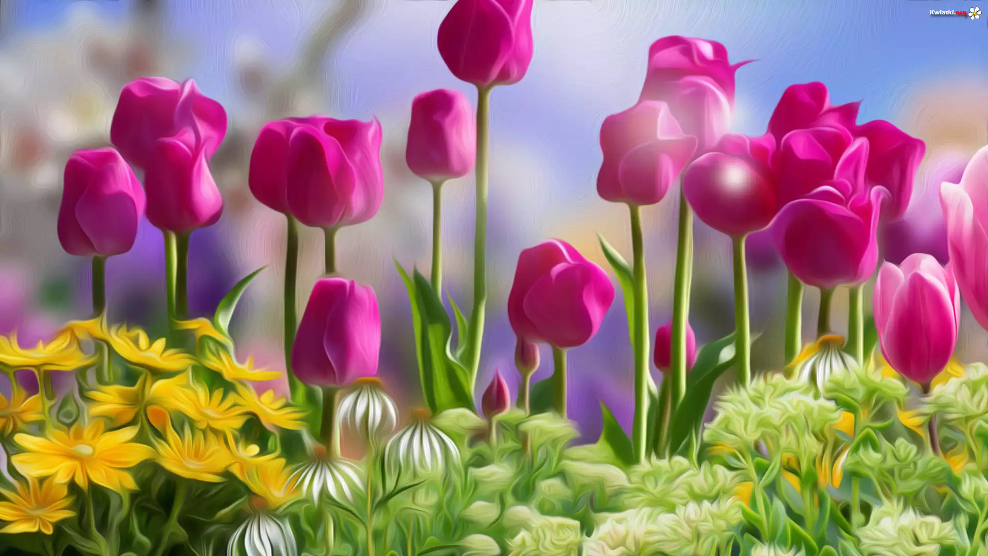 Kwiaty, Różowe, Tulipany, Grafika