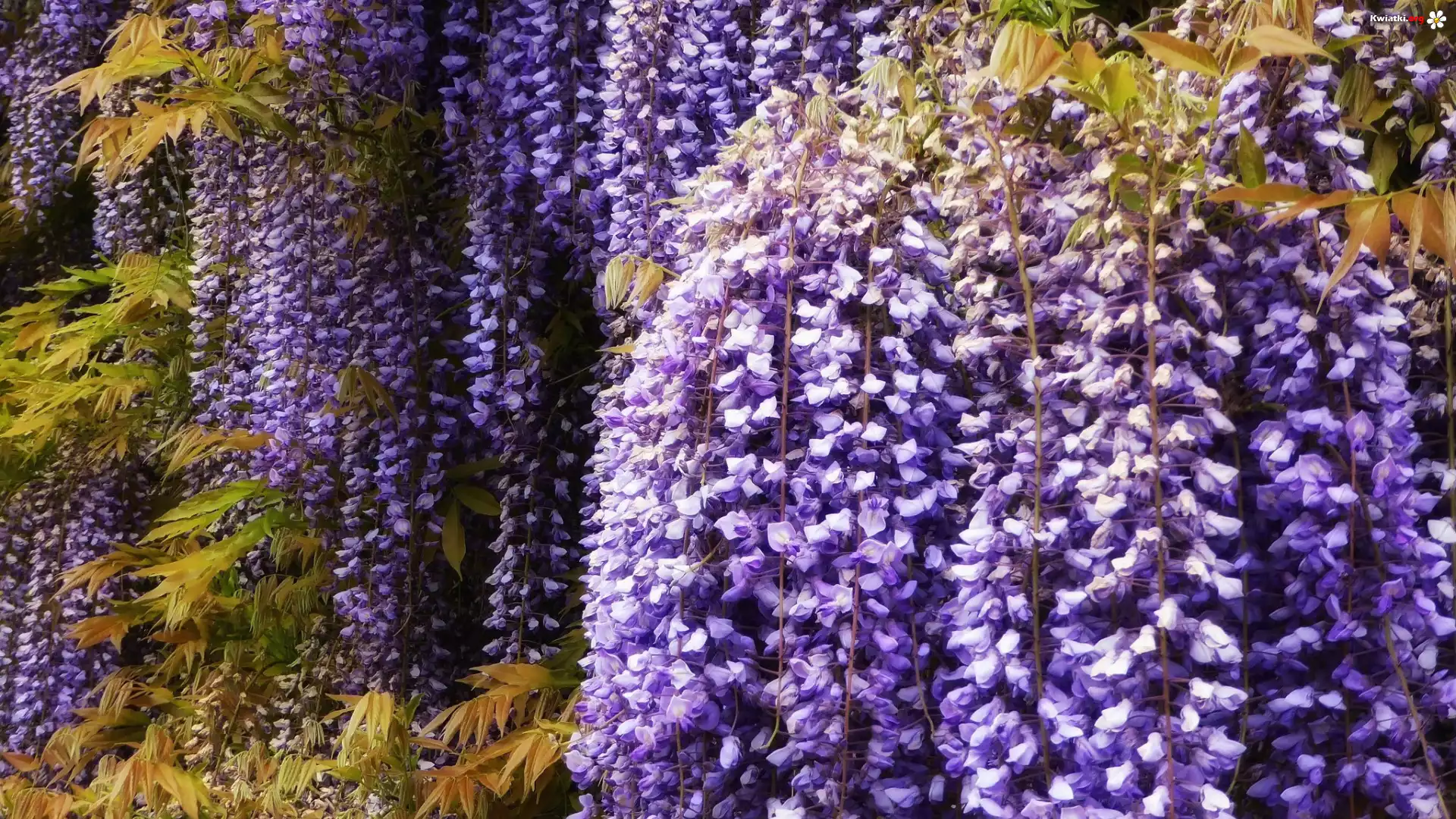 Kwiaty, Fioletowe, Wisteria, Glicynia