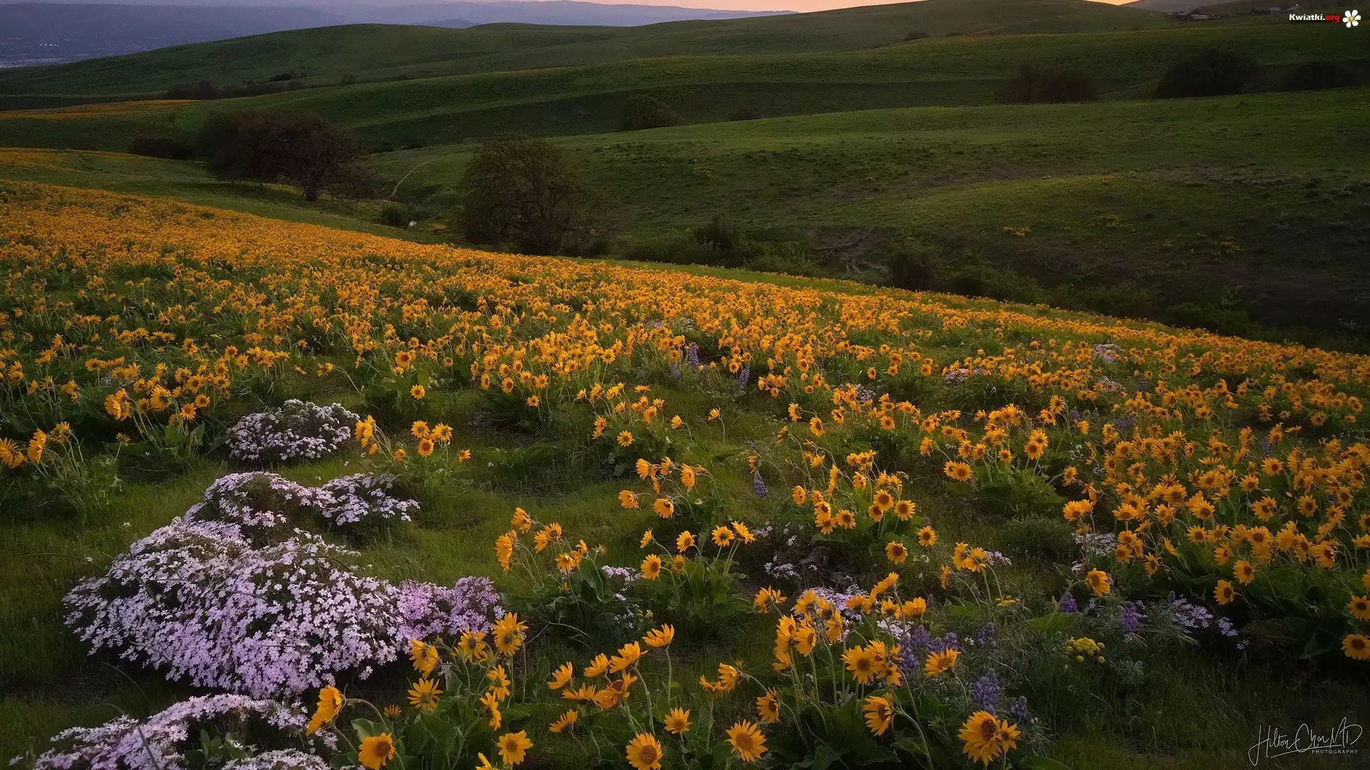 Wzgórza, Trawa, Drzewa, Żółte, Kwiaty, Łąka, Park stanowy Columbia Hills, Stan Waszyngton, Stany Zjednoczone
