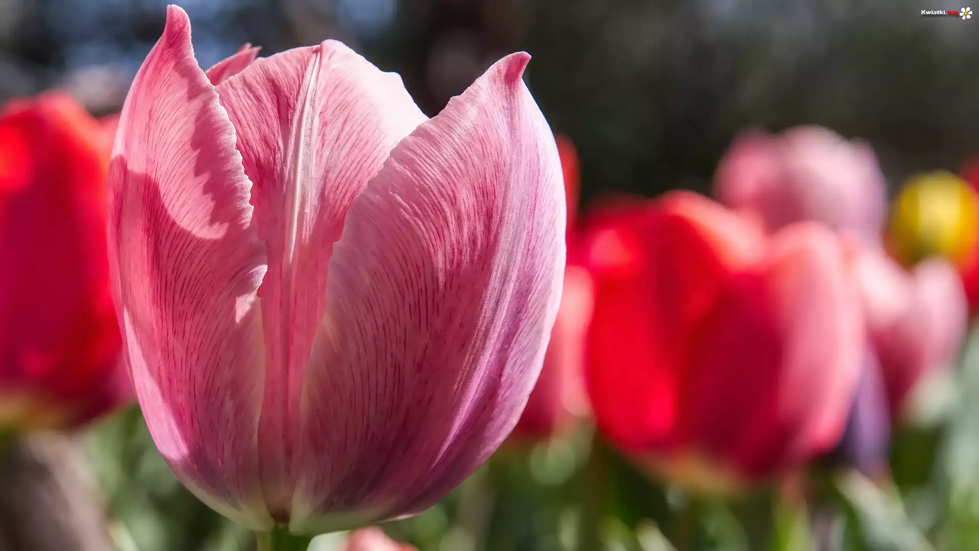 Kwiaty, Tulipan, Zbliżenie