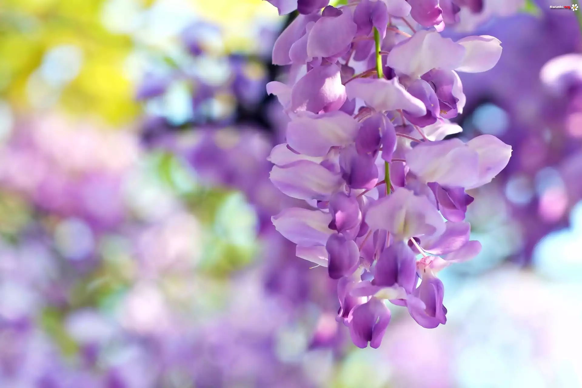 Kwitnąca, Wisteria, Makro, Rozmycie