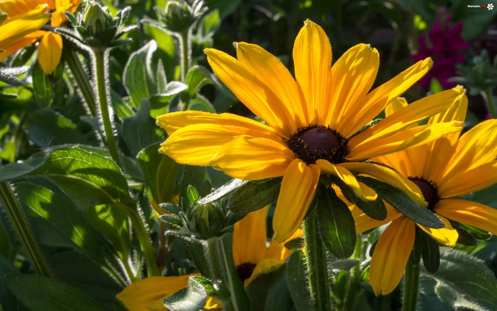 Kwiaty, Żółte, Rudbekia, Kwitnące