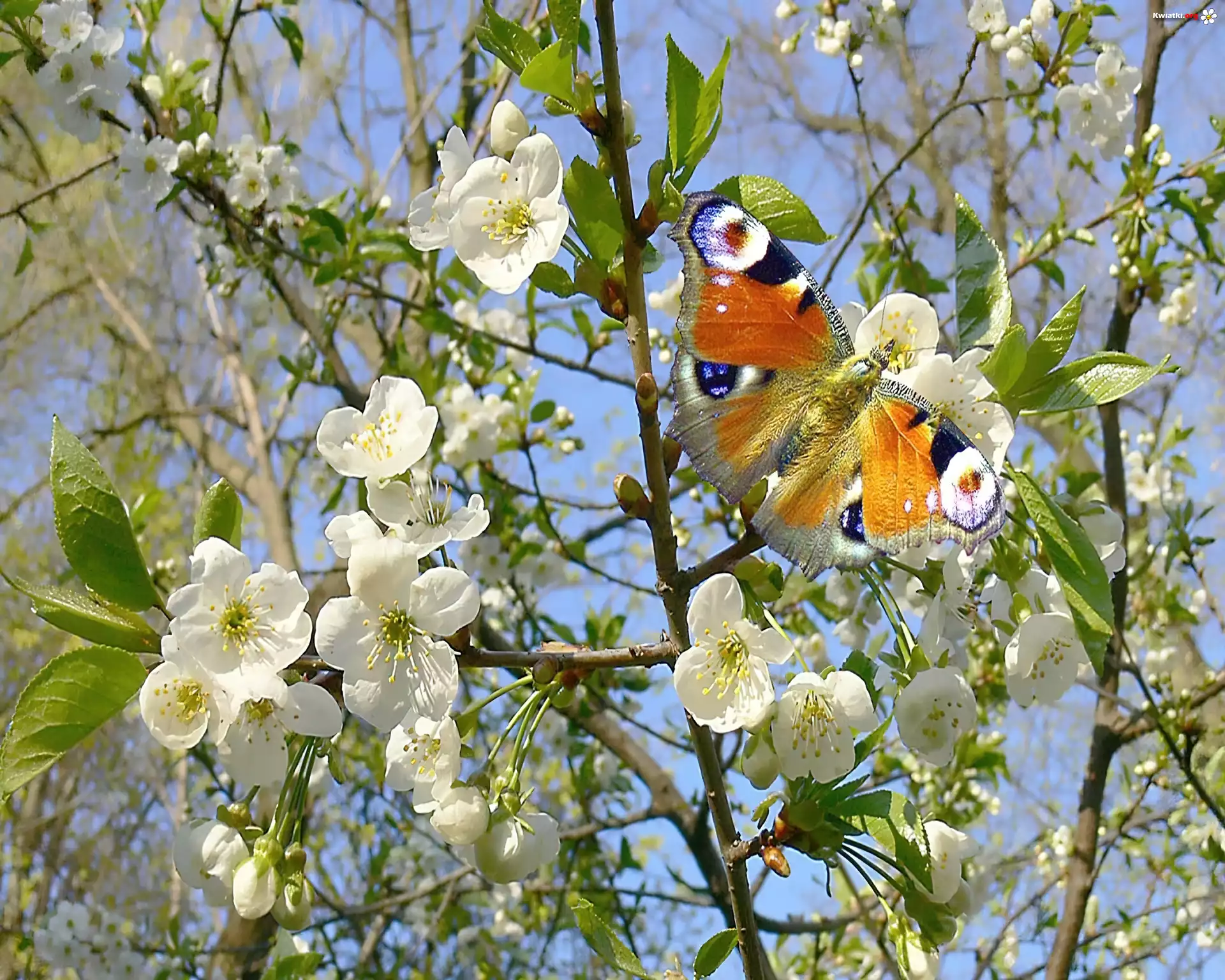Motyl, Kwitnące, Drzewo