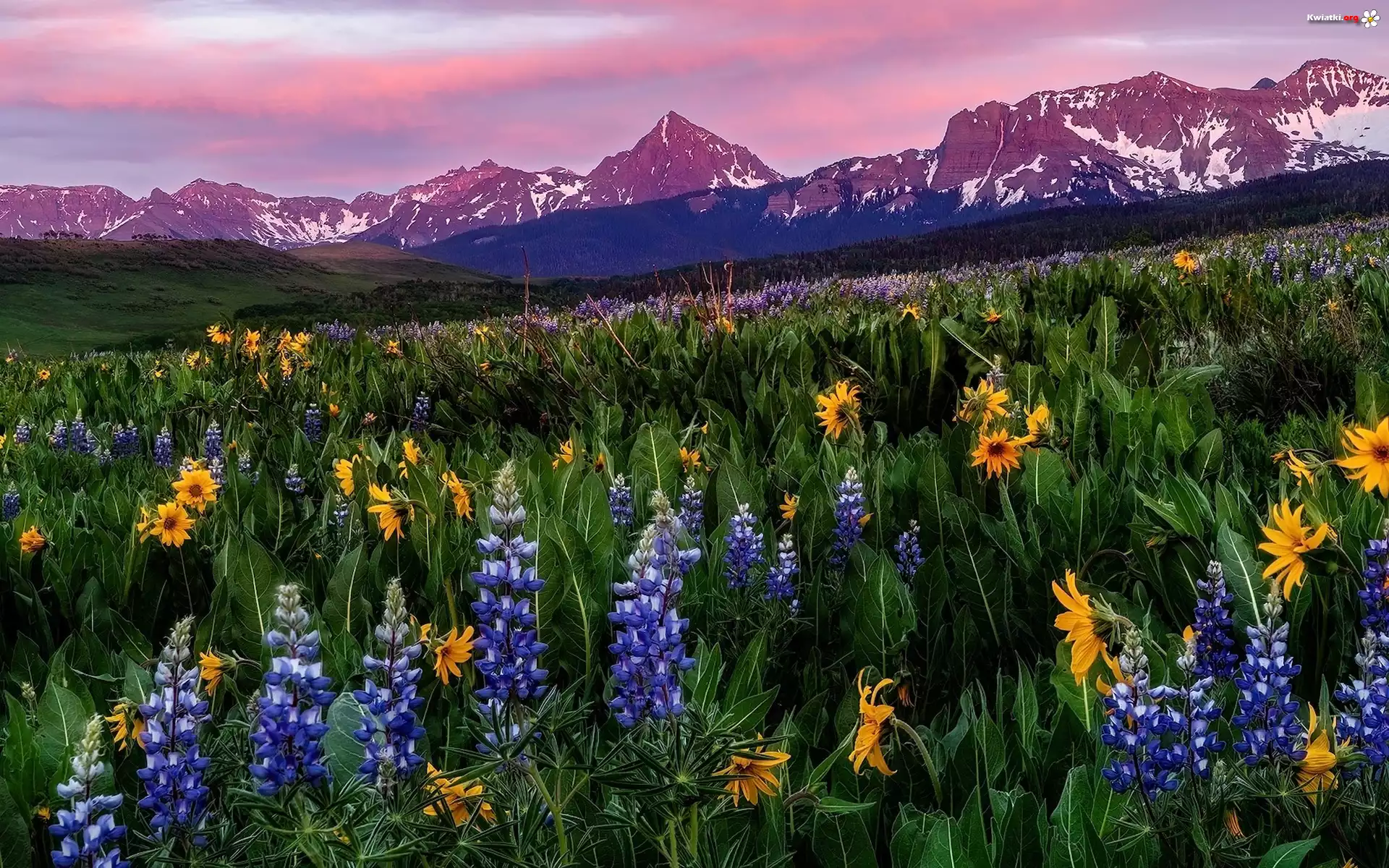 Stany Zjednoczone, Kolorado, Góry, San Juan Mountains, Mount Sneffels, Łąka, Kwiaty, Łubin