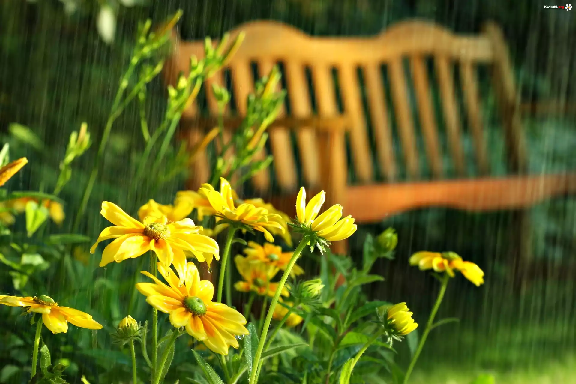 Żółte, Kwiaty, Ławka, Letni Deszcz