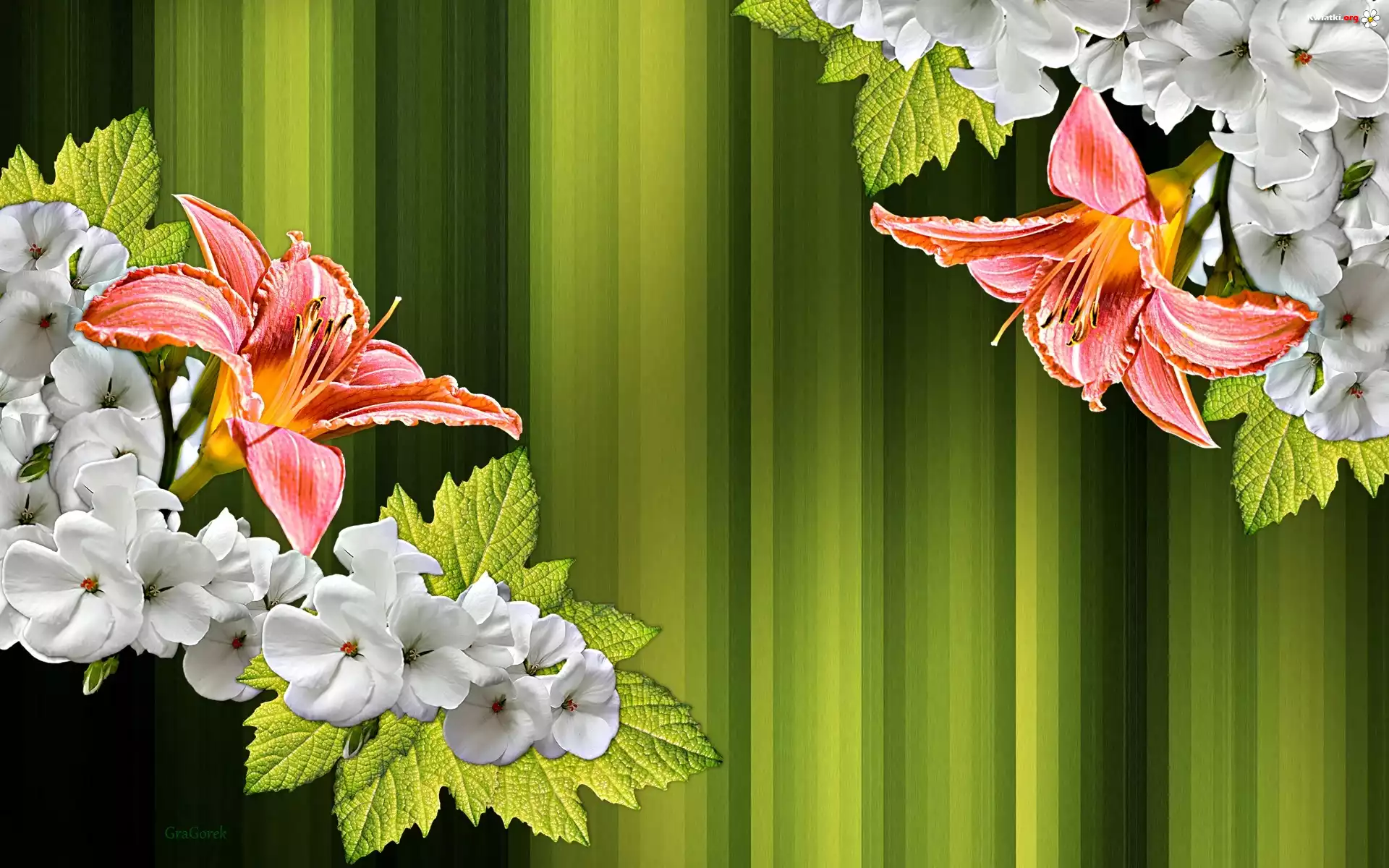 Kwiaty, Liliowce