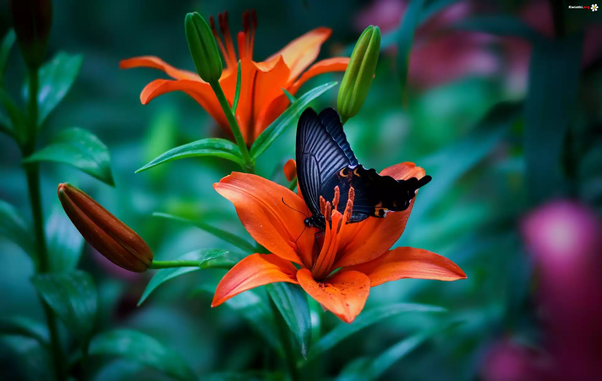 Lilie, Kwiaty, Czarny, Motyl, Papilio okinawensis