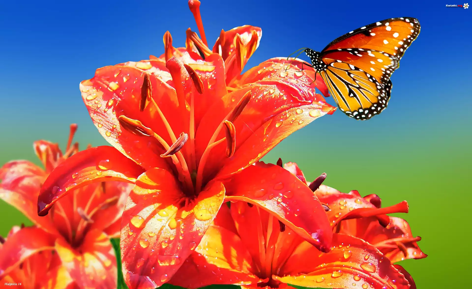 Pomarańczowe, Lilie, Motyl