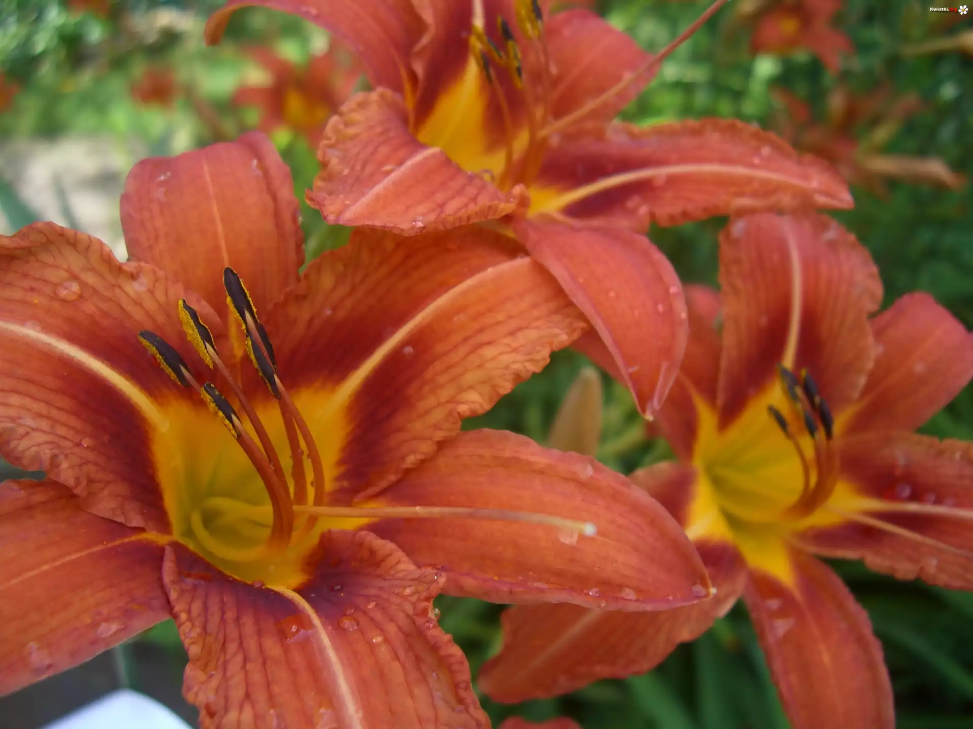 Liliowce, Kwiaty