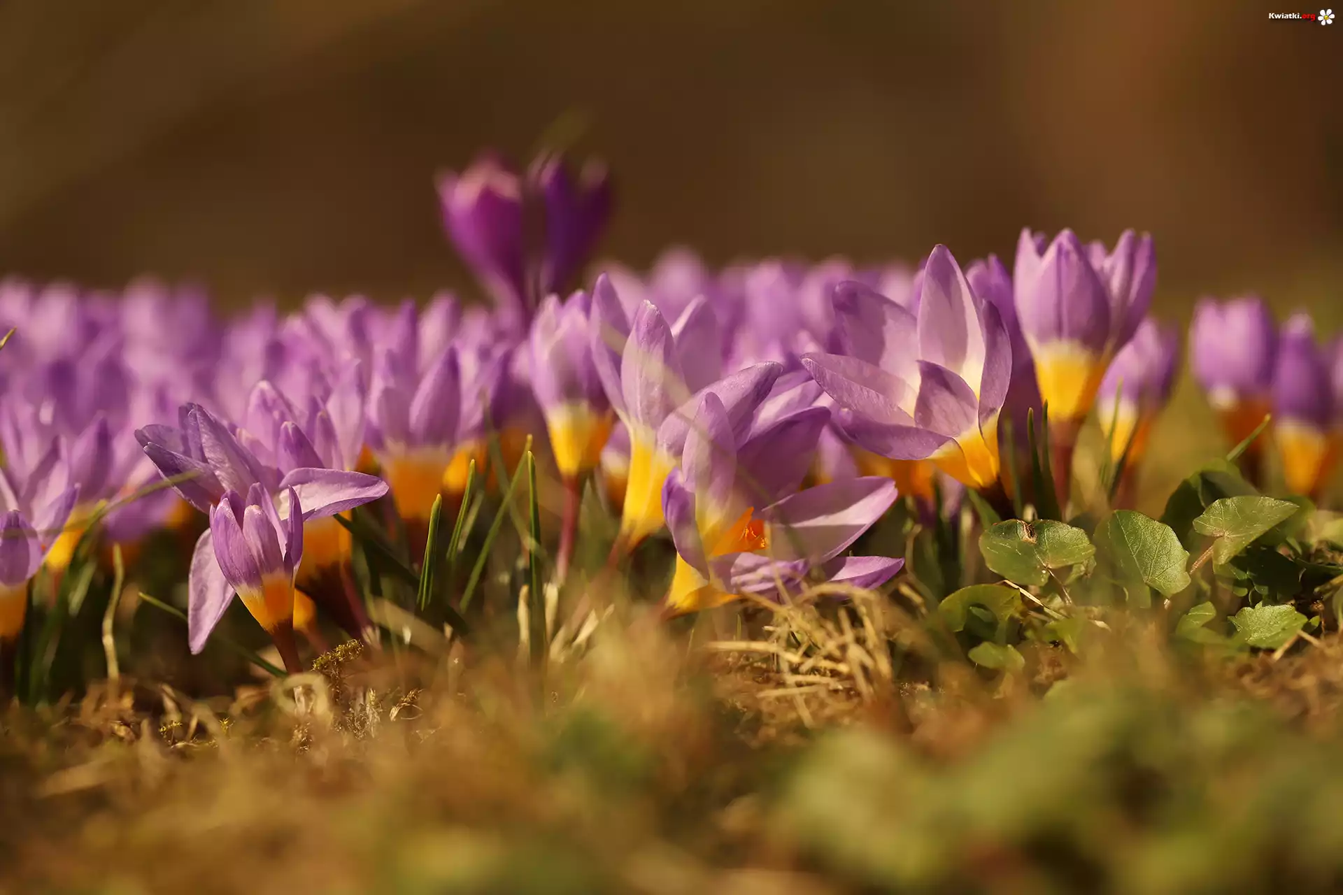 Liliowe, Krokusy, Kwiaty, Kępa
