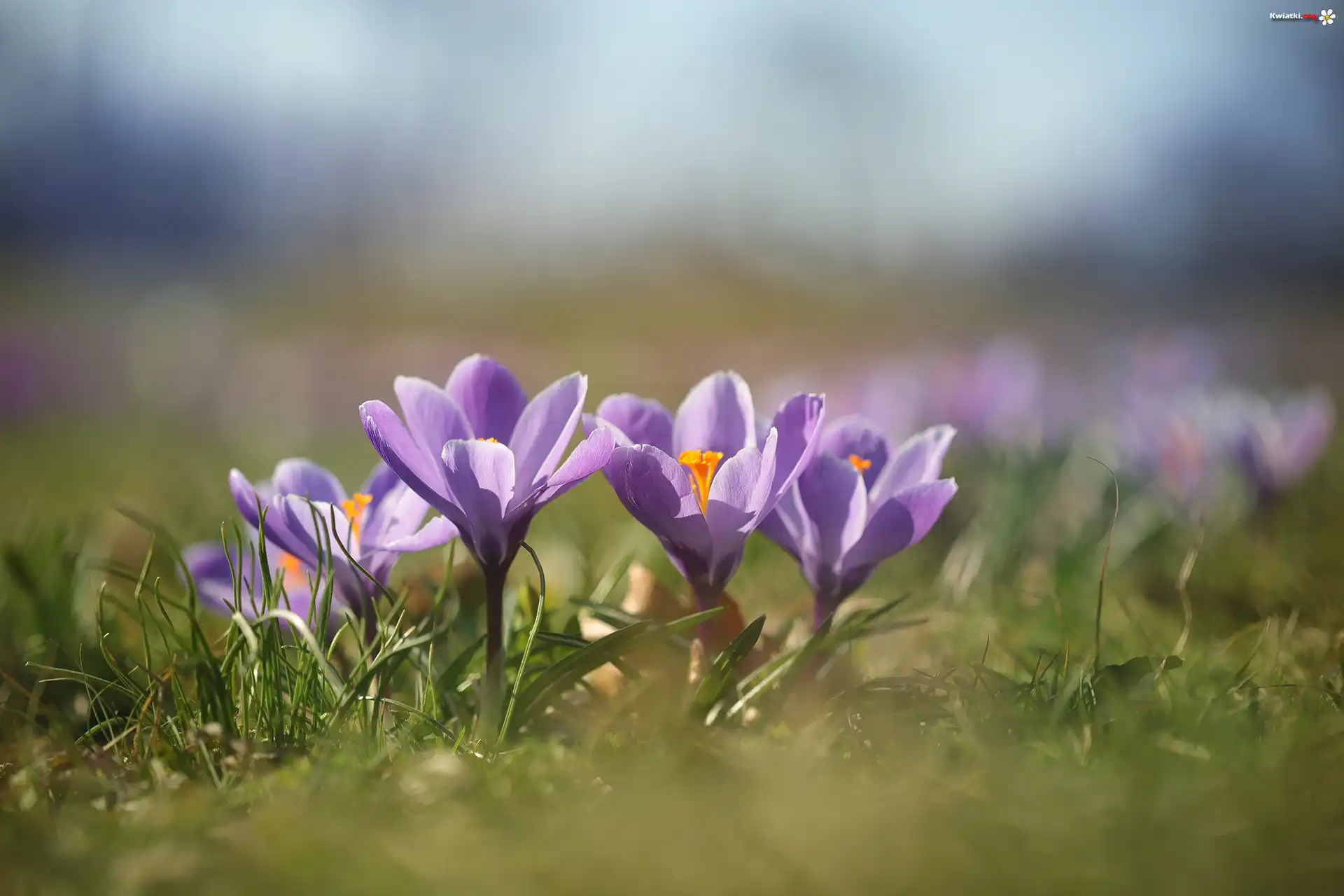 Liliowe, Krokusy, Zbliżenie, Kwiaty