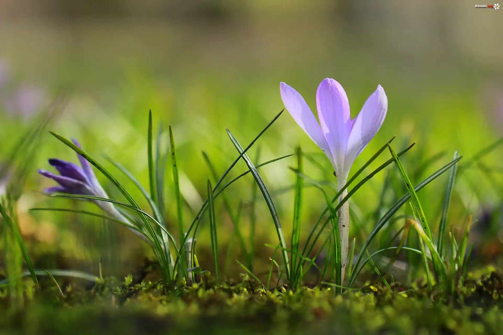 Krokus, Liliowy, Kwiat