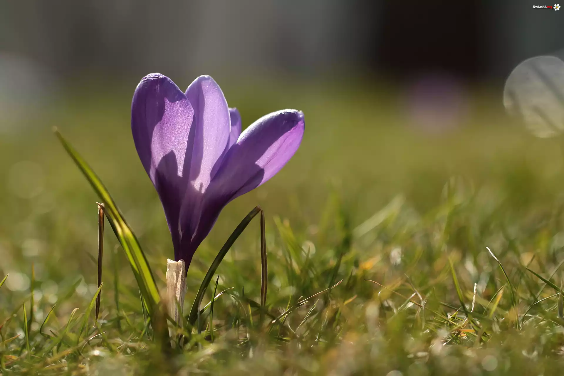 Liliowy, Krokus
