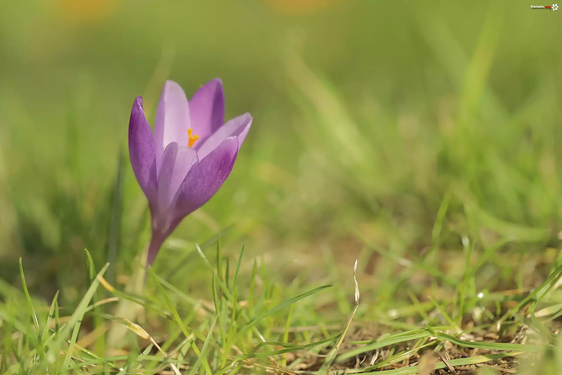 Liliowy, Krokus, Trawa, Zbliżenie