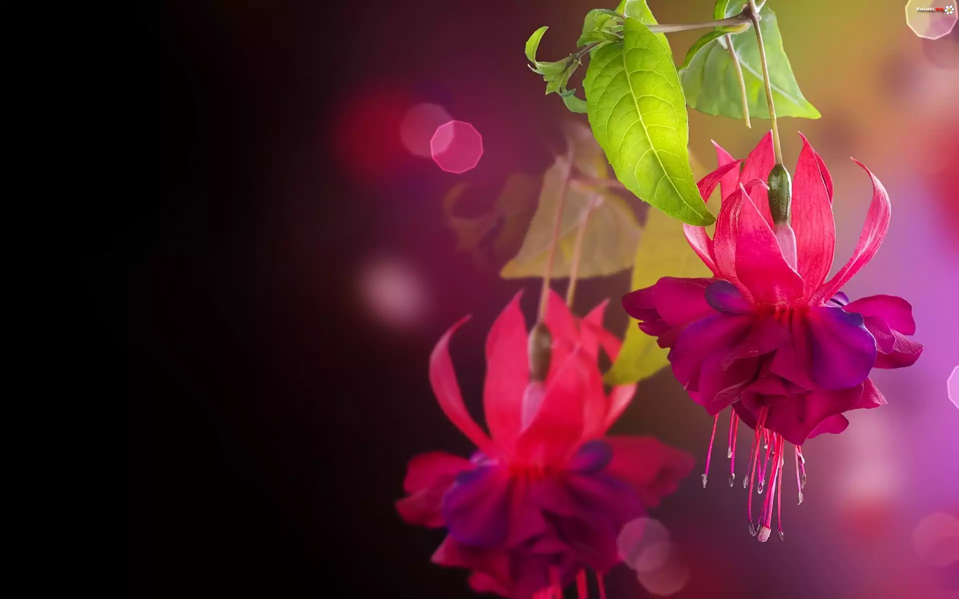 Kwiat, Liście, Bokeh, Fuksja