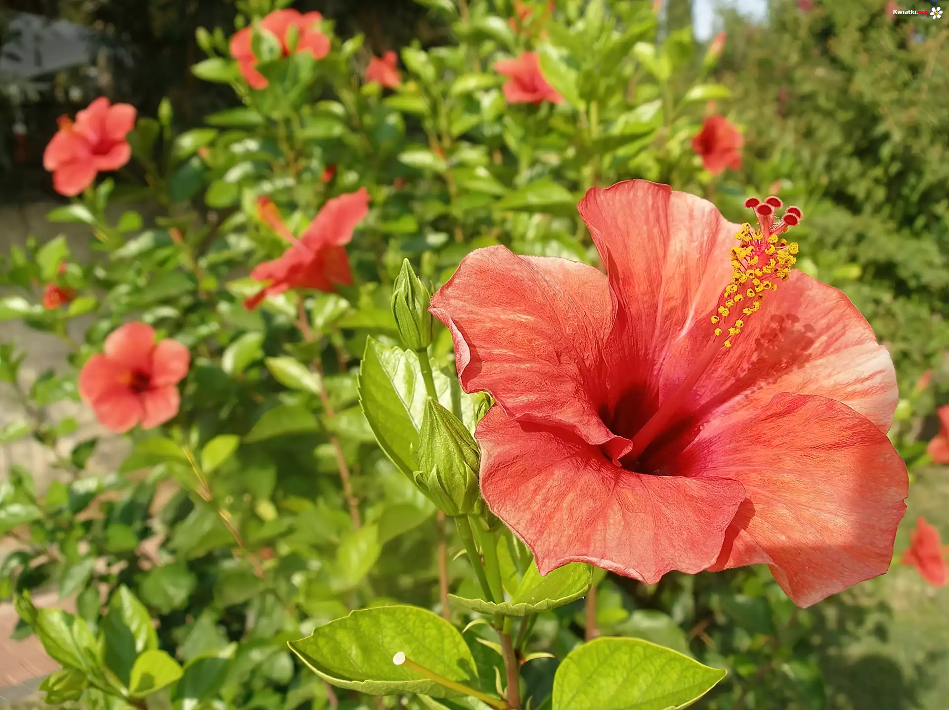 Kwiaty, Liście, Hibiskus