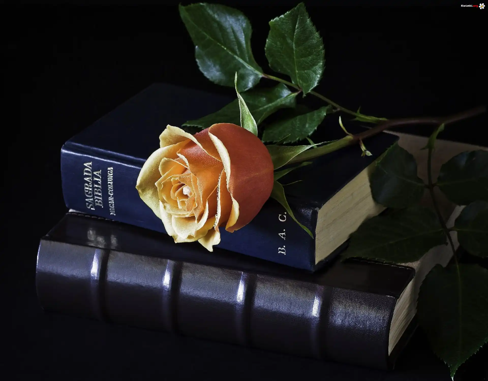 Róża, Listki, Biblia