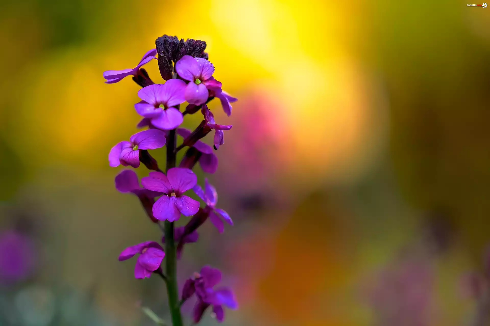 Kwiaty, Lunaria, Rosa