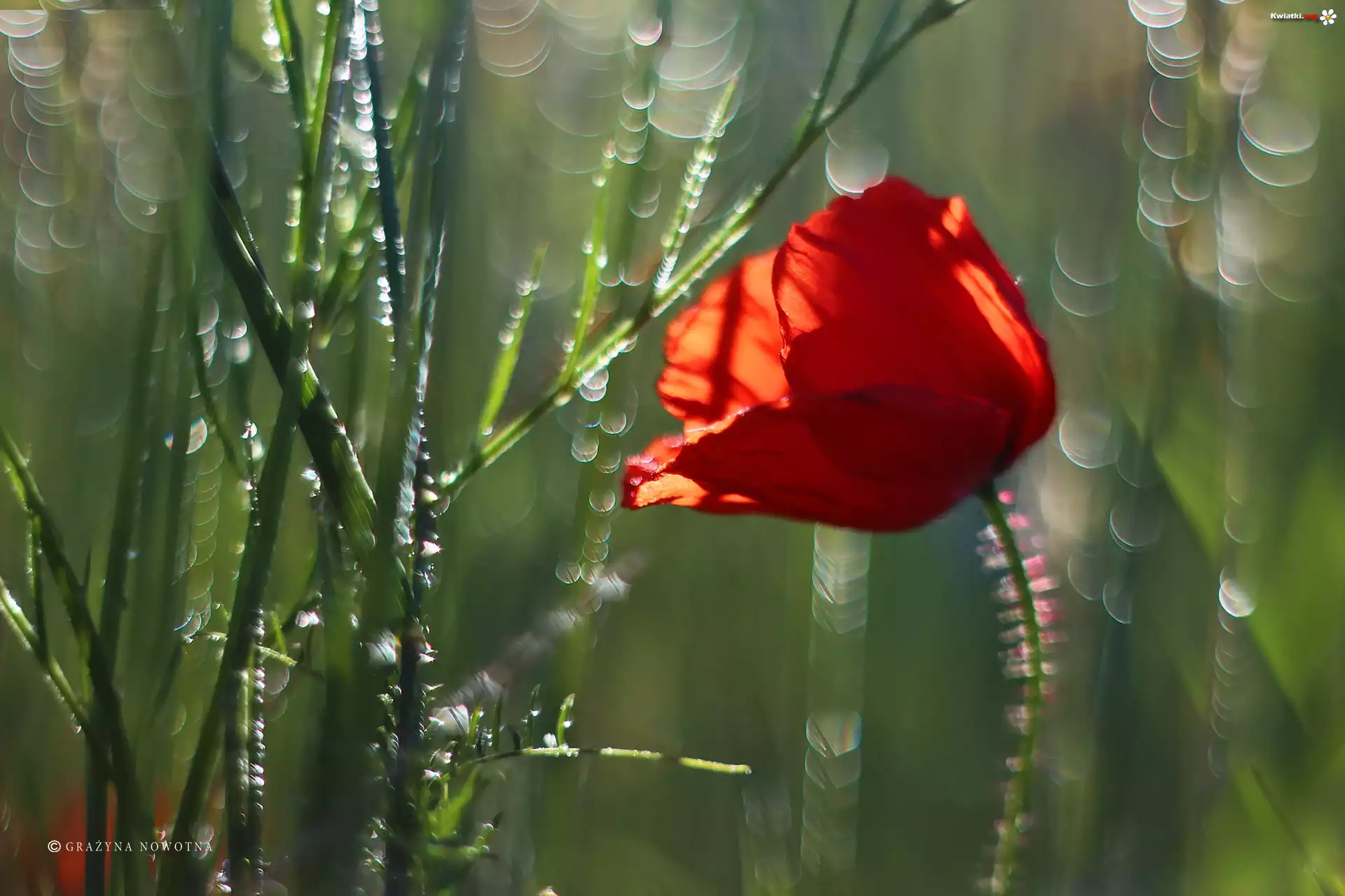 Maczek, W, Zbożu, Bokeh