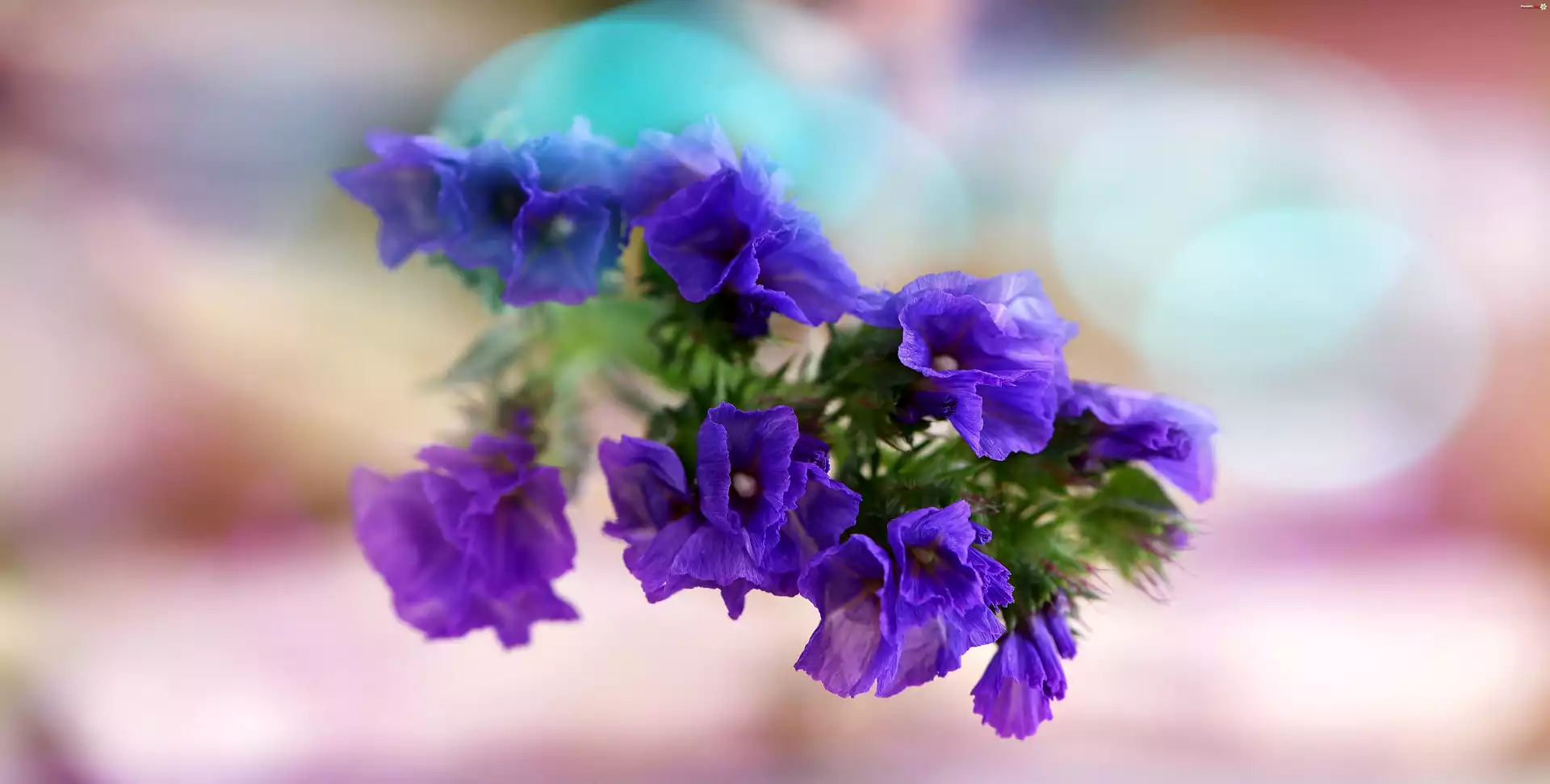 Kwiaty, Makro, Bokeh