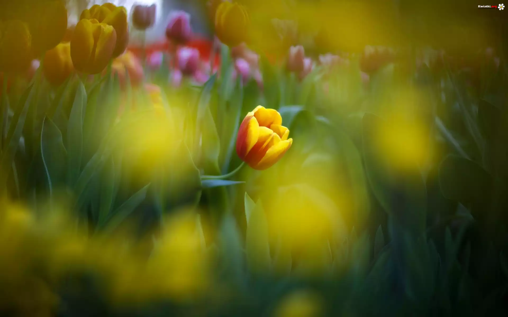 Tulipan, Makro, Rozmycie