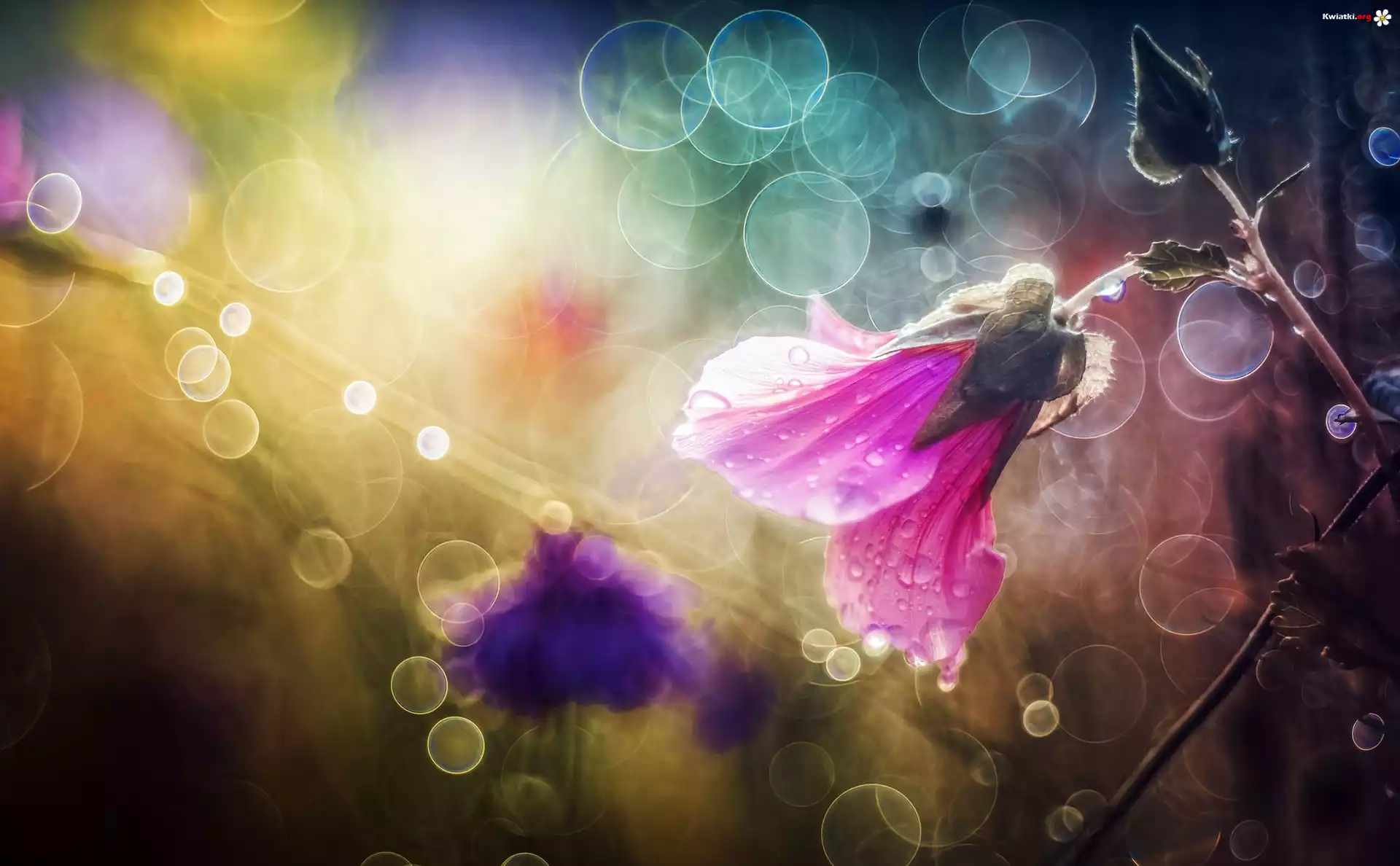 Ślazówka letnia, Kwiat, Bokeh, Światło