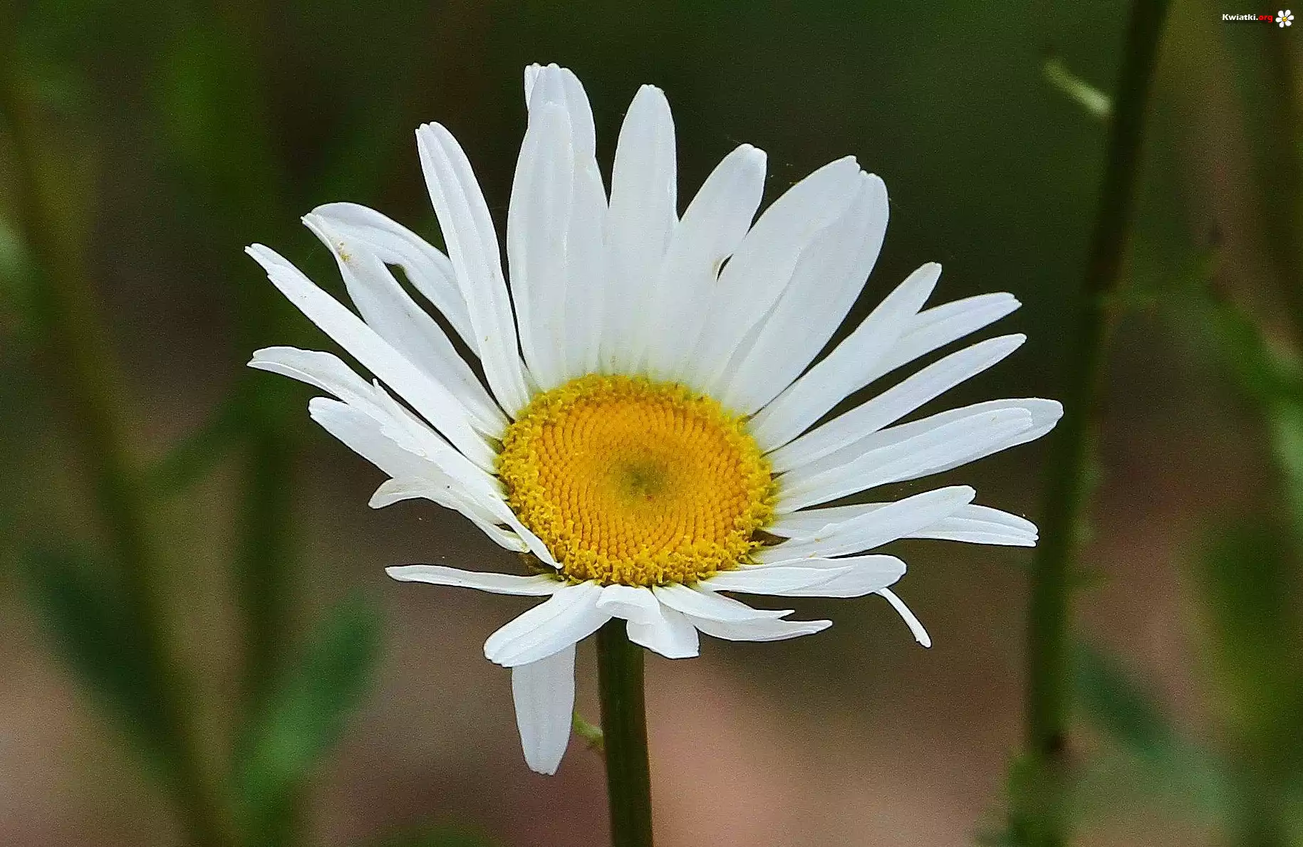 Margerytka