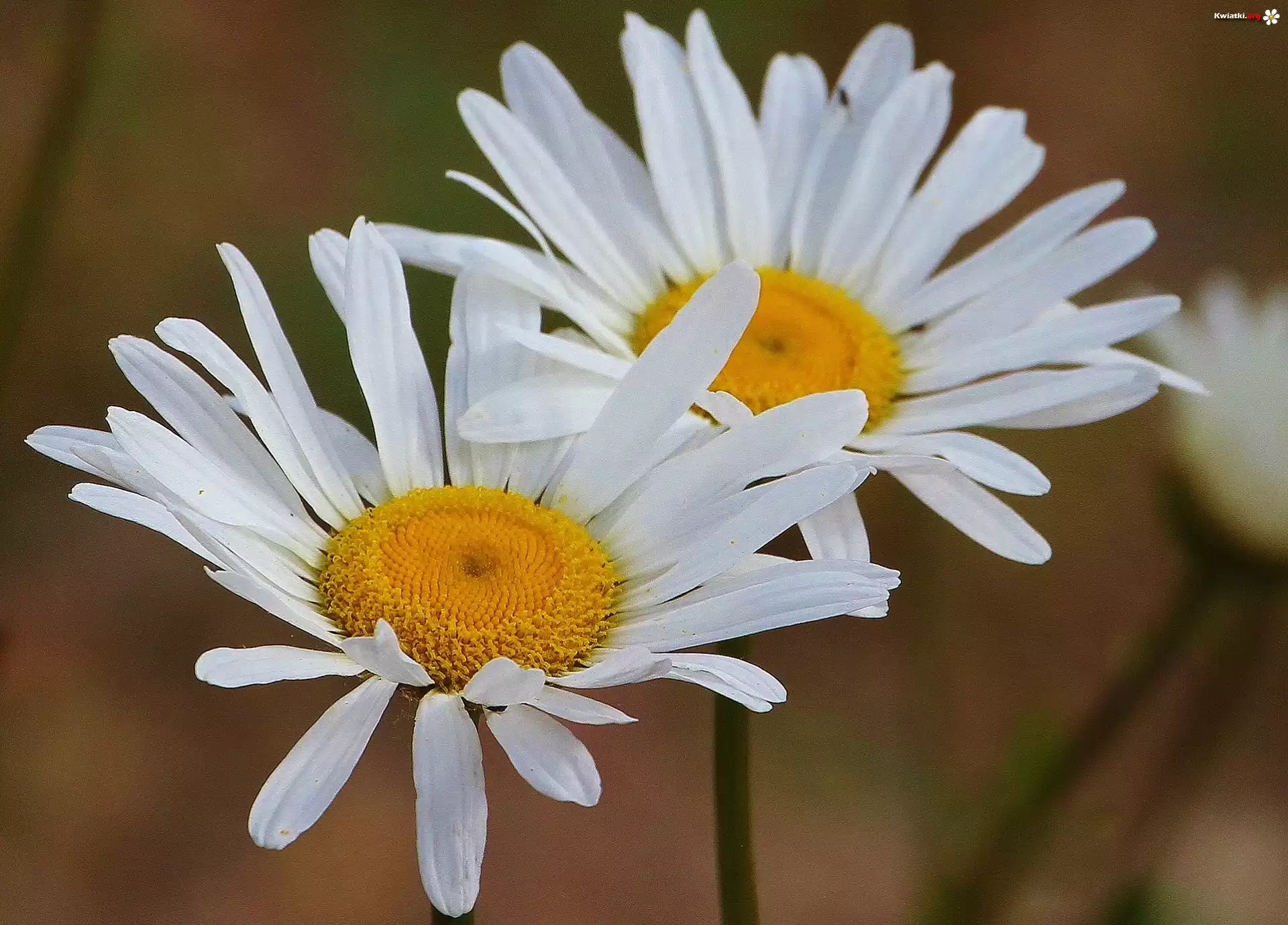 Margerytki