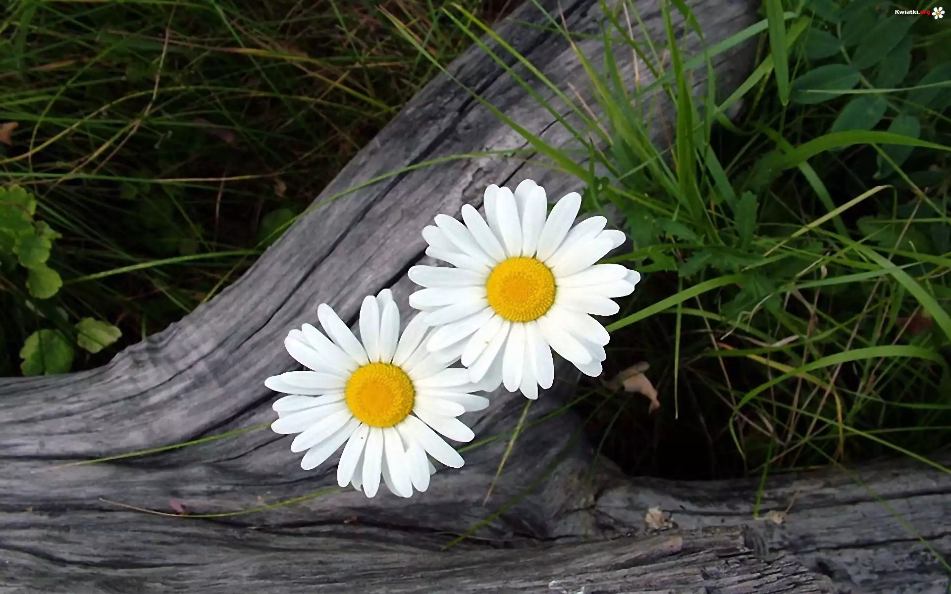 Margerytki