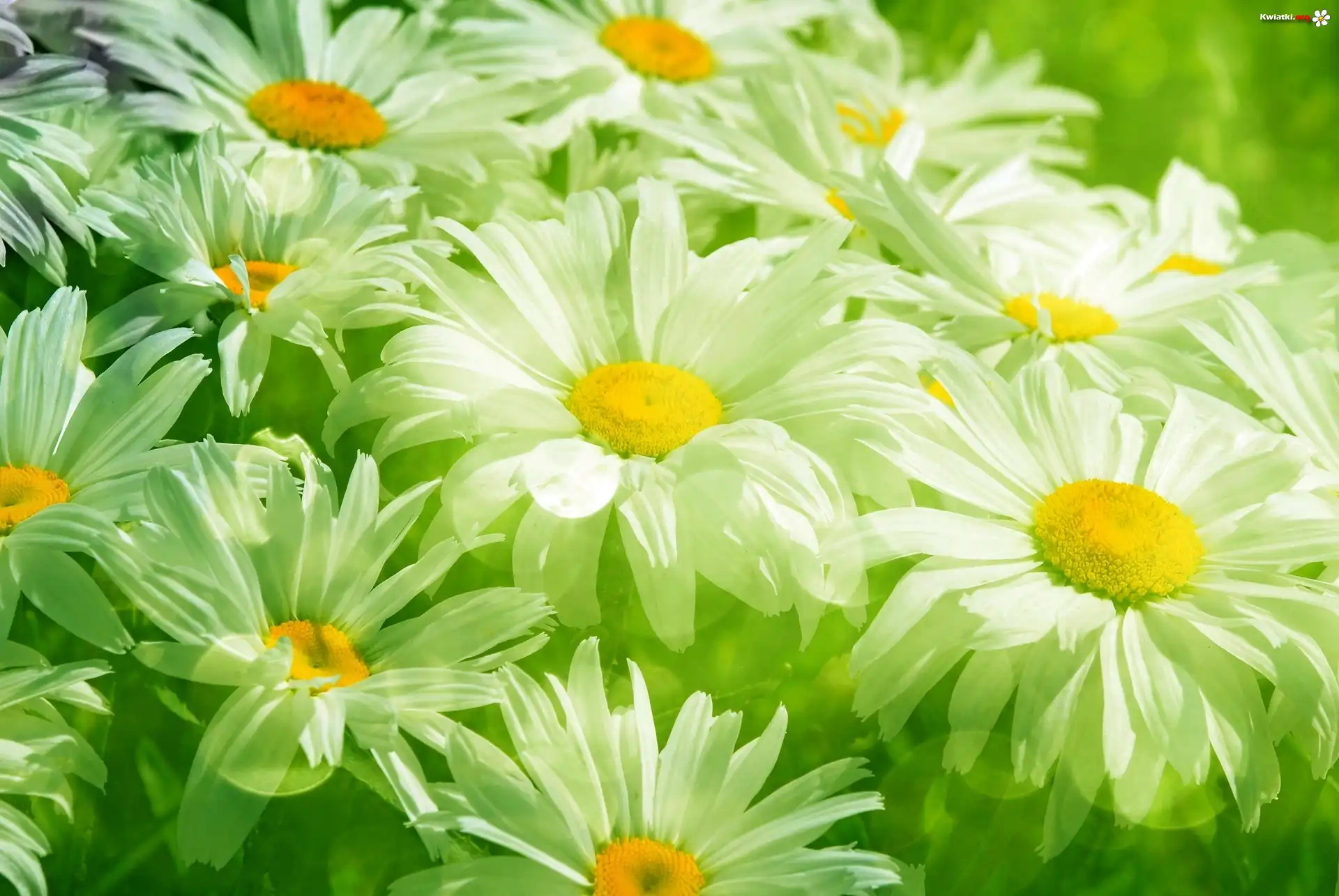 Margerytki