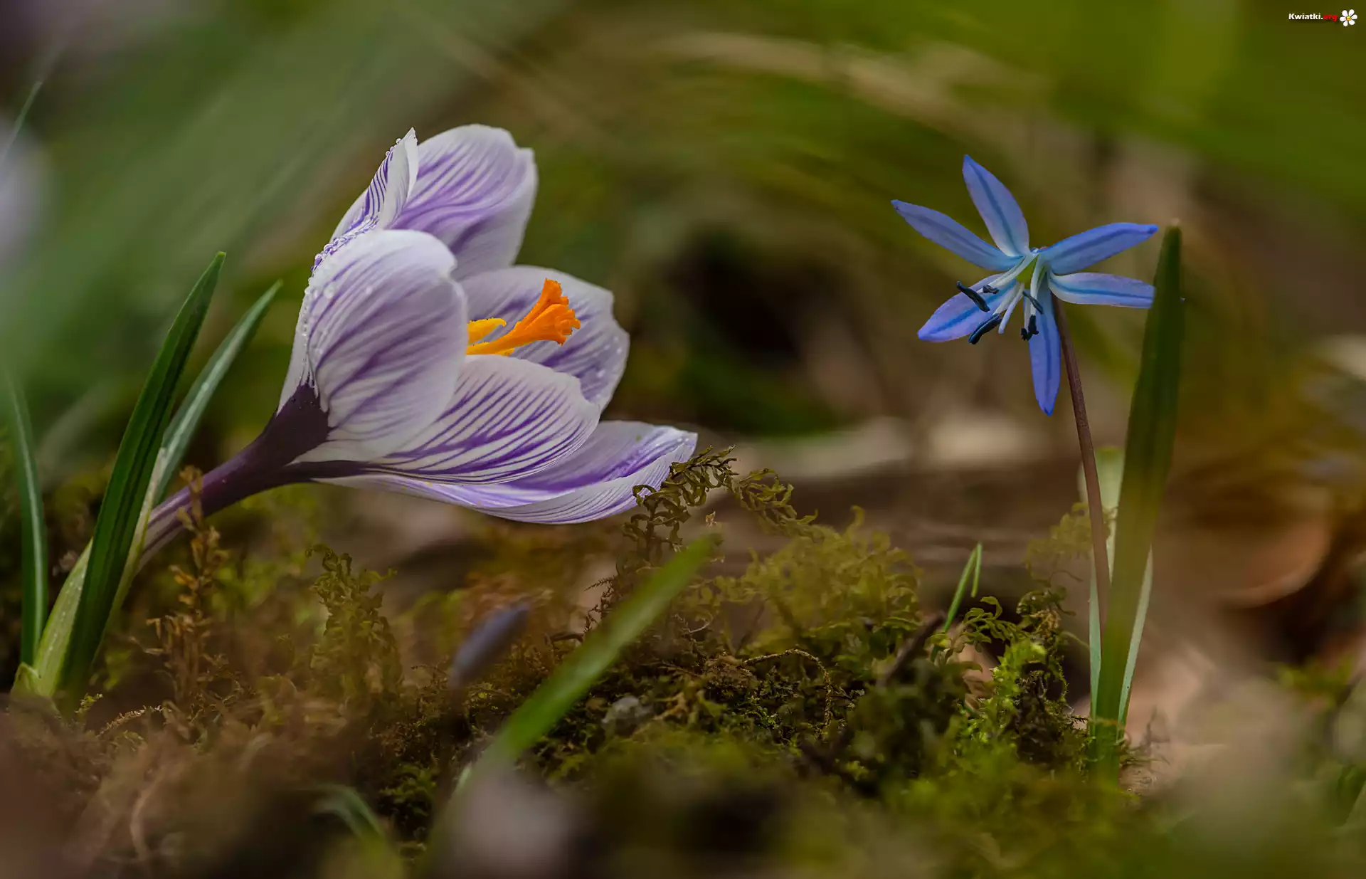Kwiaty, Krokus, Cebulica syberyjska, Mech