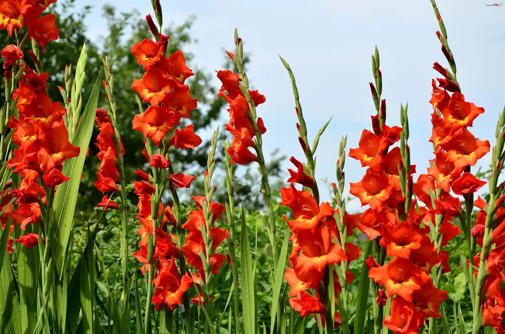 Mieczyki, Gladiole