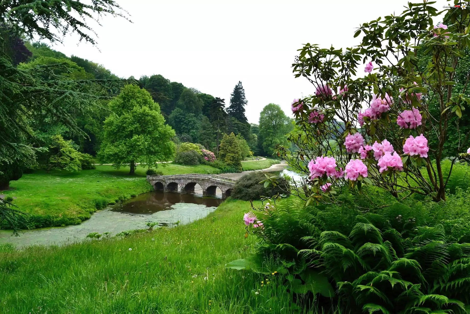 Mostek, Park, Kwiaty, Stourhead, Anglia