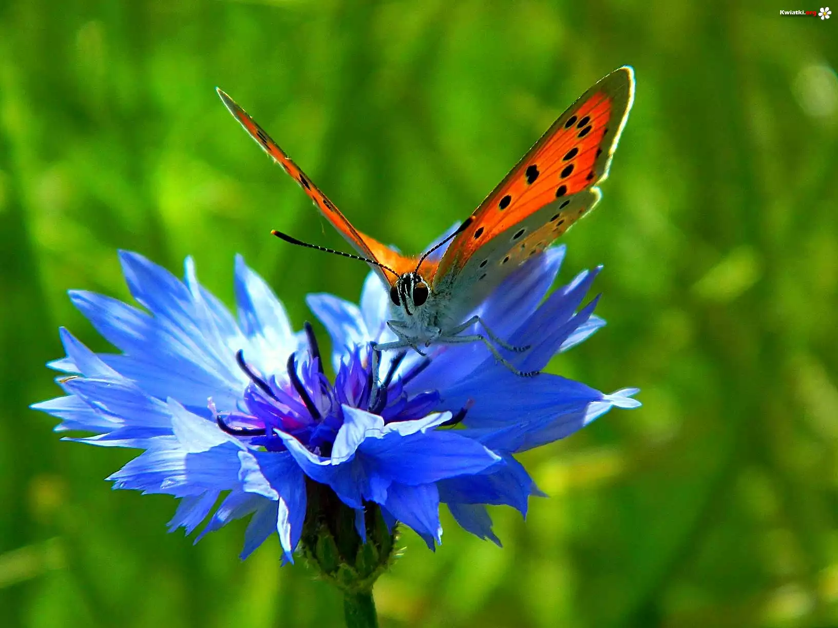 Motyl, Chaber